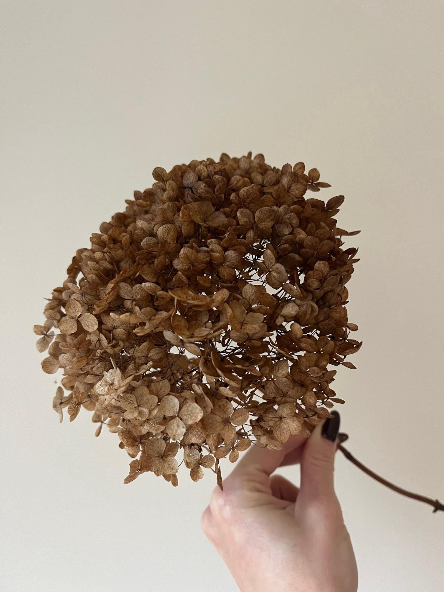 Dried Hydrangea Stem - Chocolate