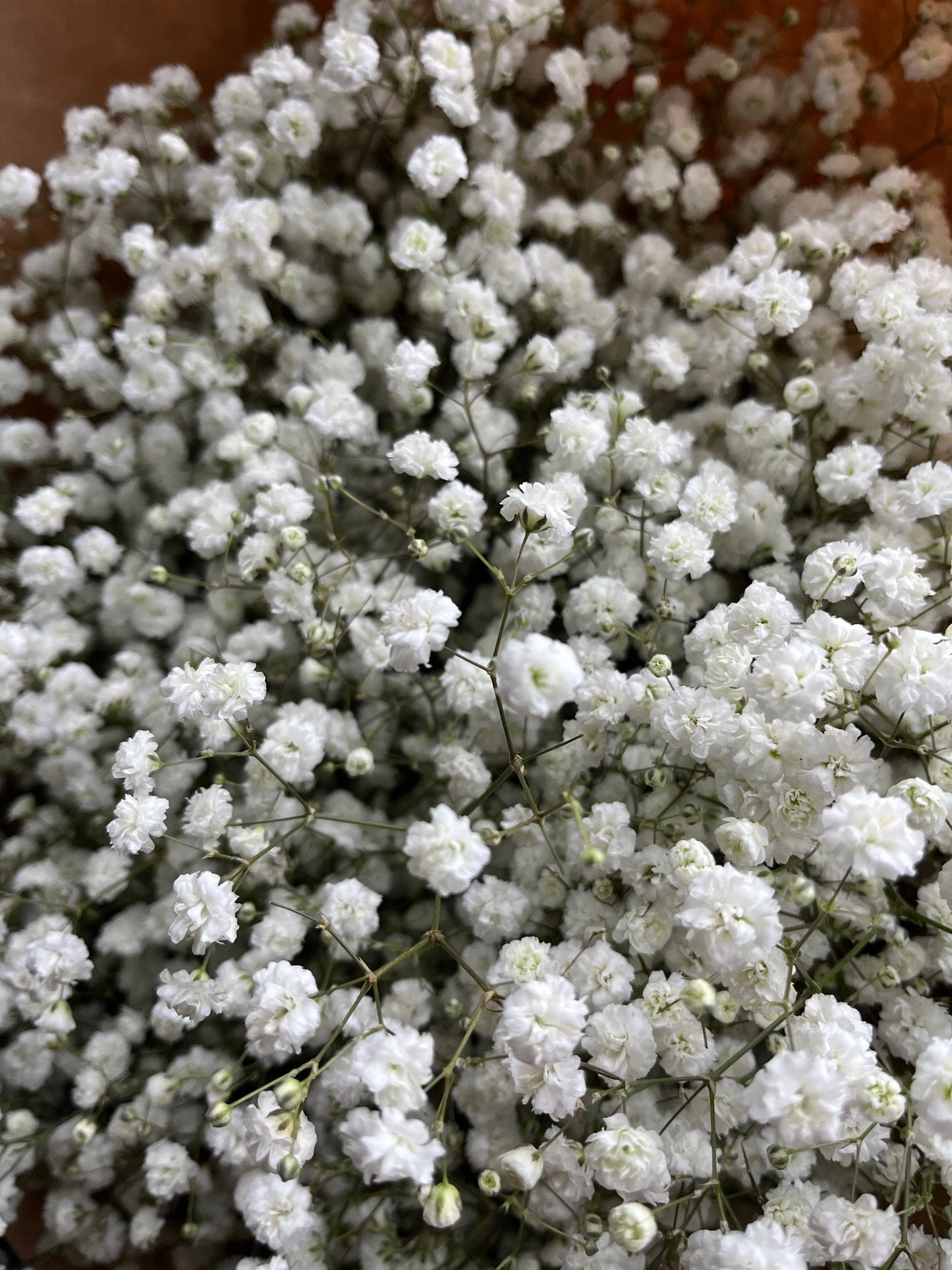 Dried Gypsophila