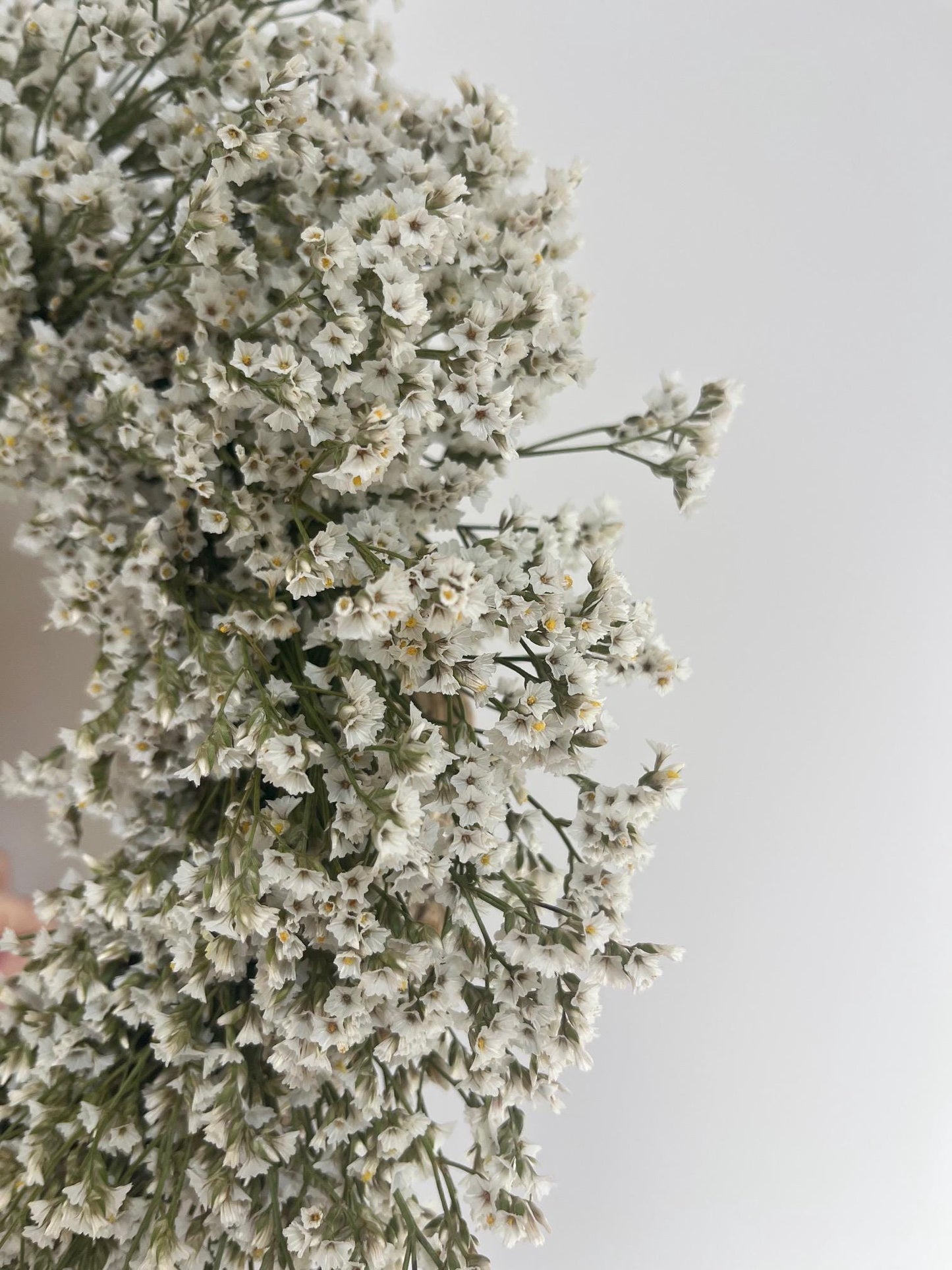 Dried Statice Wreath (Limonium) - Fresh White