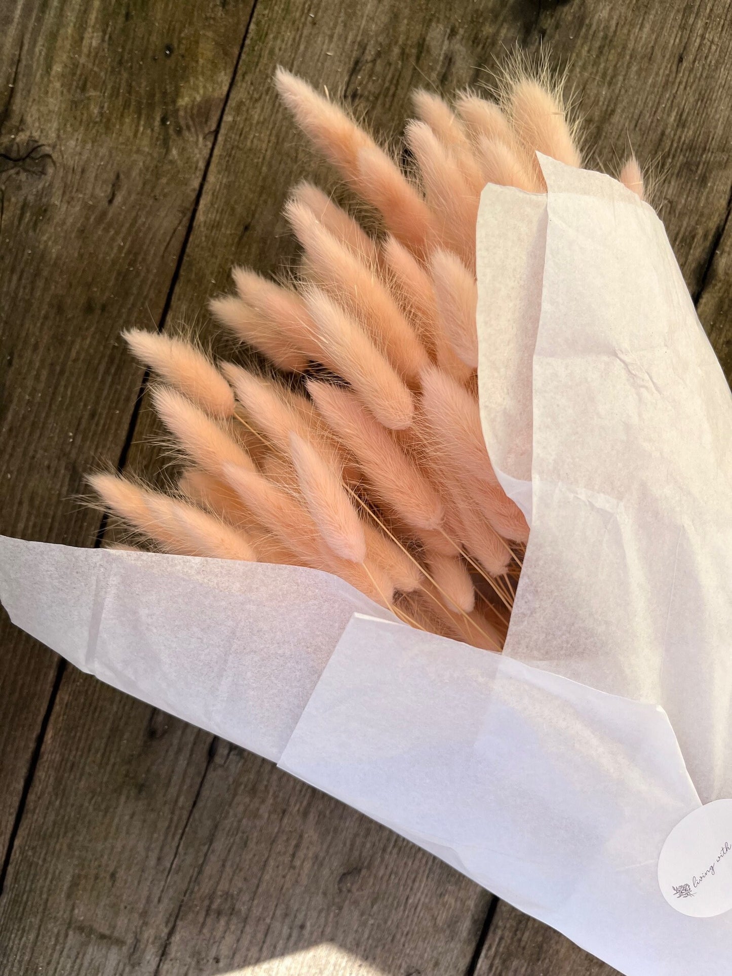 Bunny Tails (Lagurus) - Pink