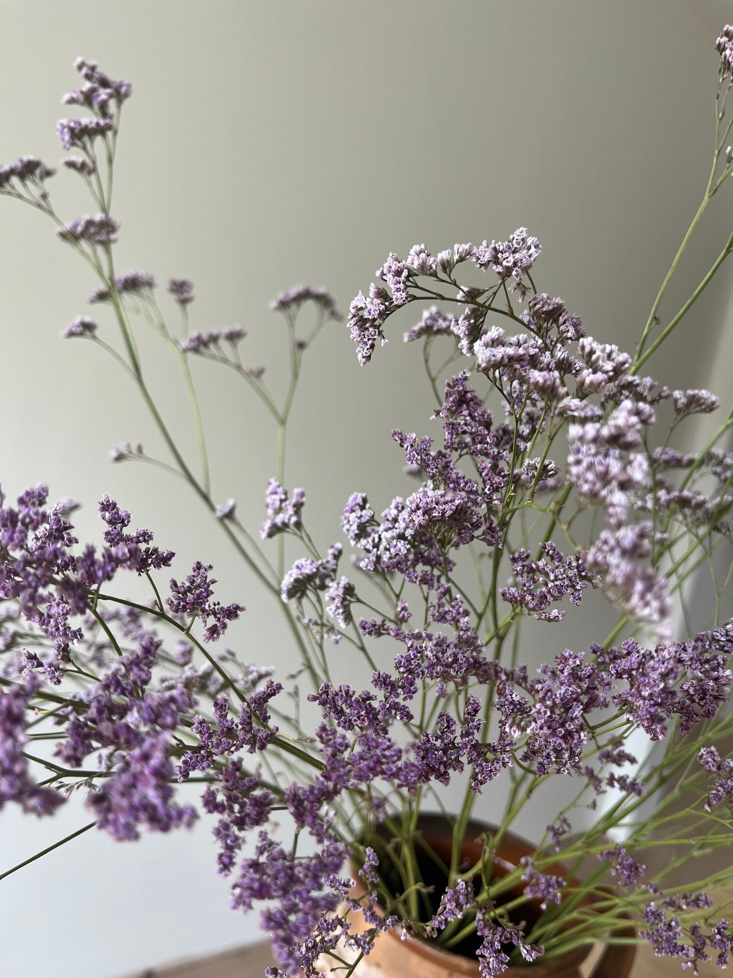 Dried Limonium - Natural Purple