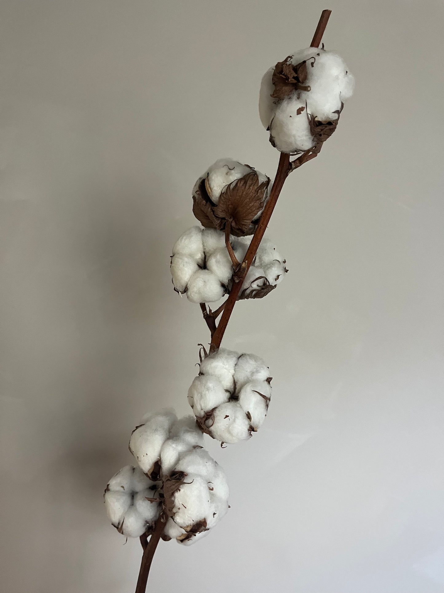 Dried Cotton Stems (Gossypium)