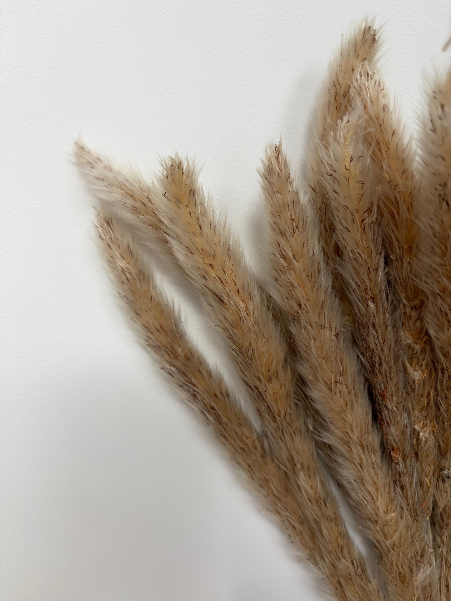 Mini Pampas Bunch