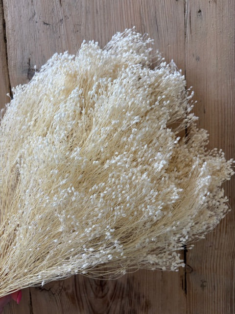 Bleached White Dried Broom Bloom