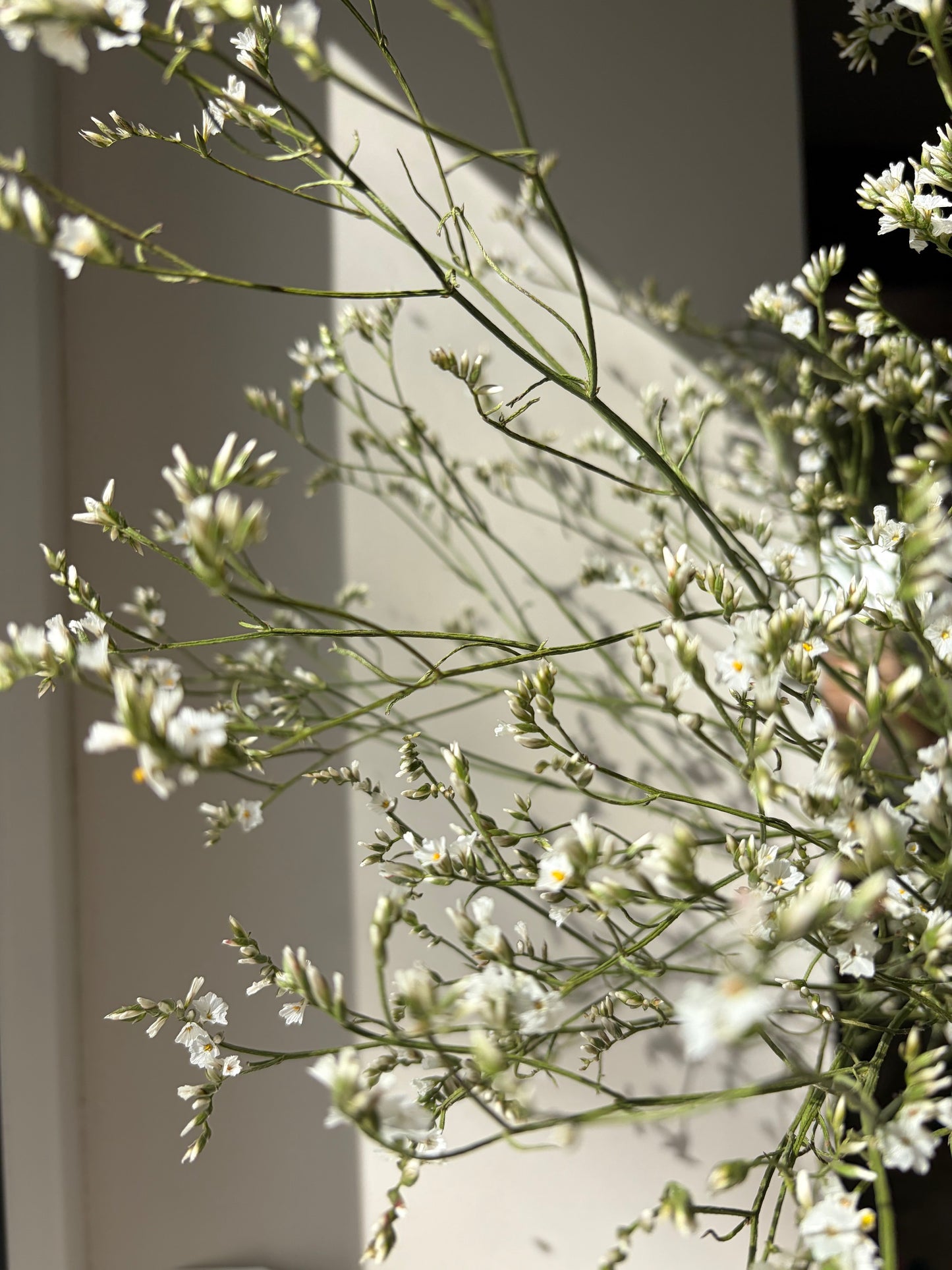 Dried Limonium - Natural White