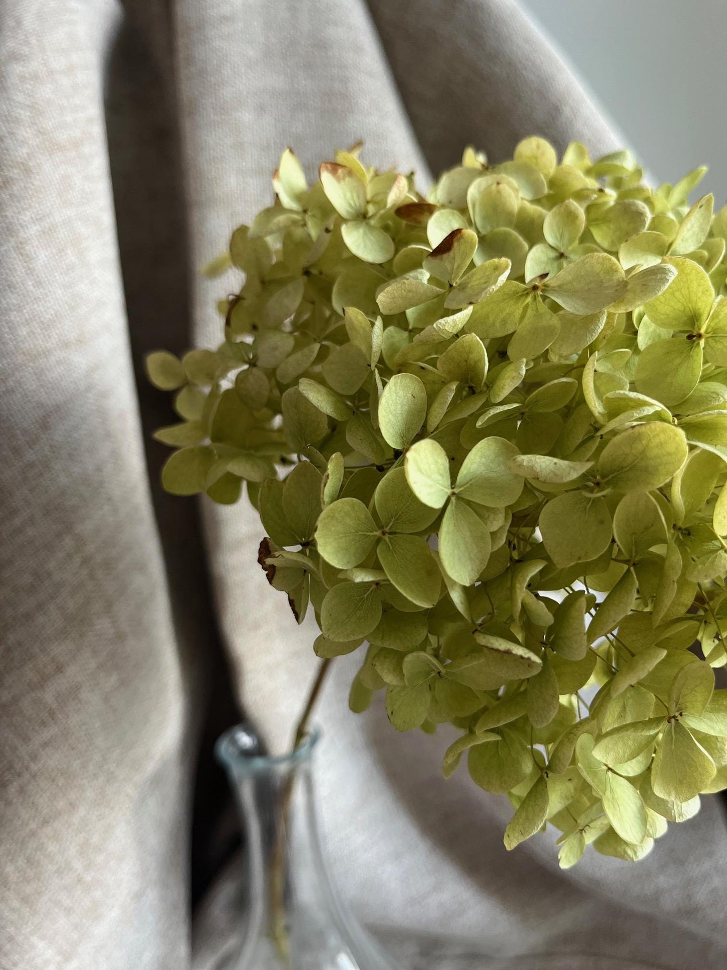 Dried Hydrangea Stem - Green