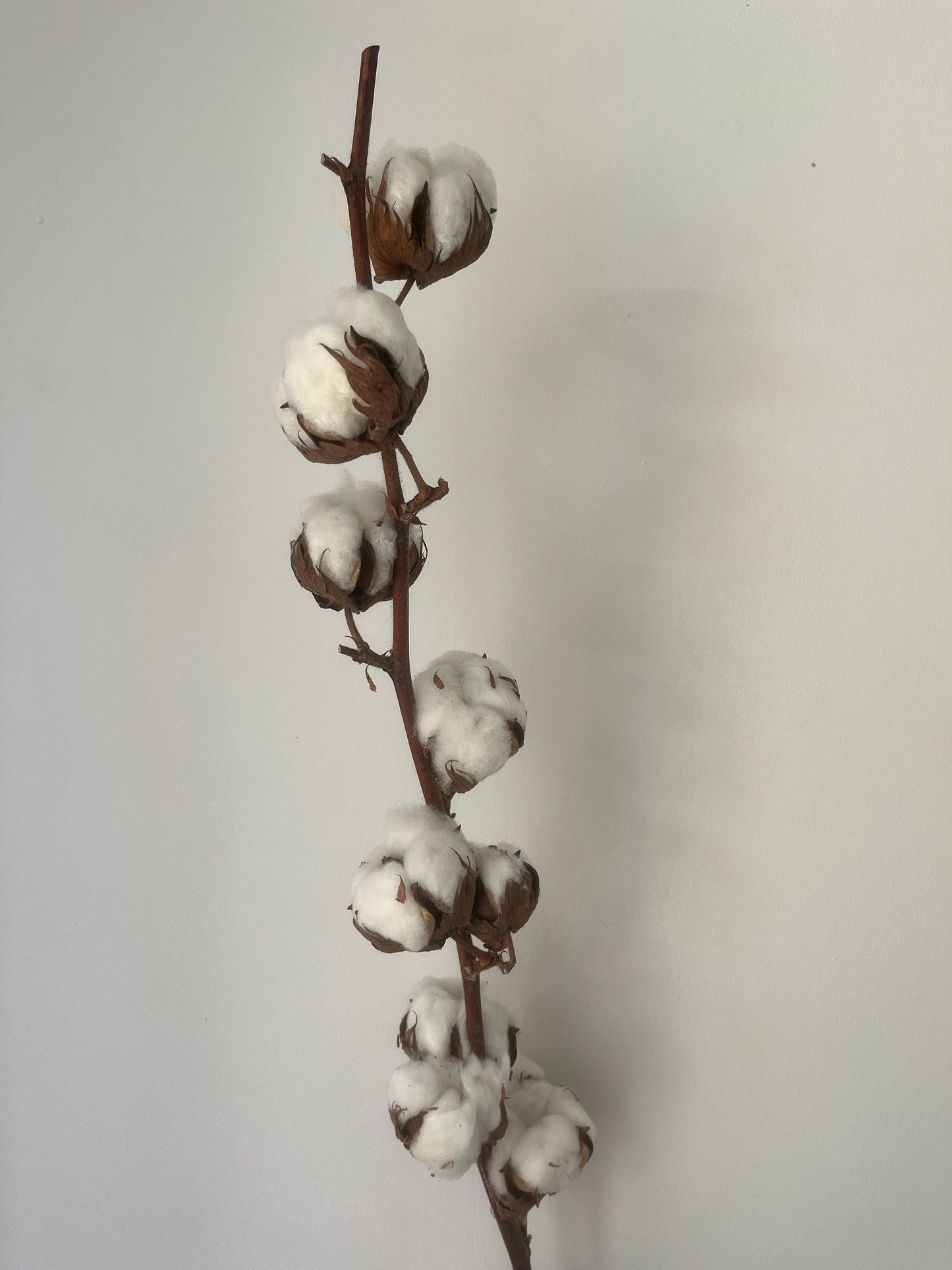Dried Cotton Stems (Gossypium)