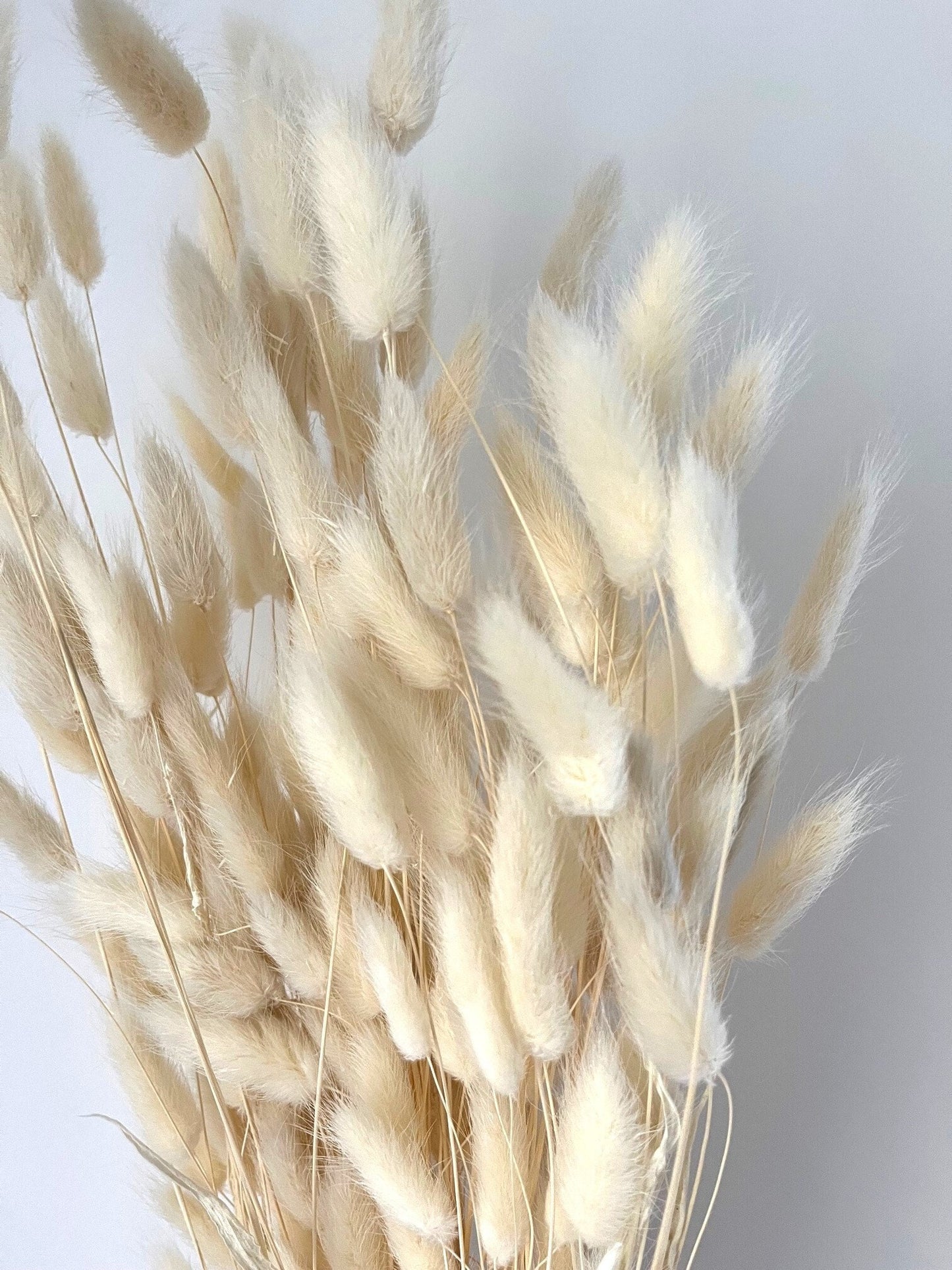 Bunny Tails (Lagurus) - Bleached White