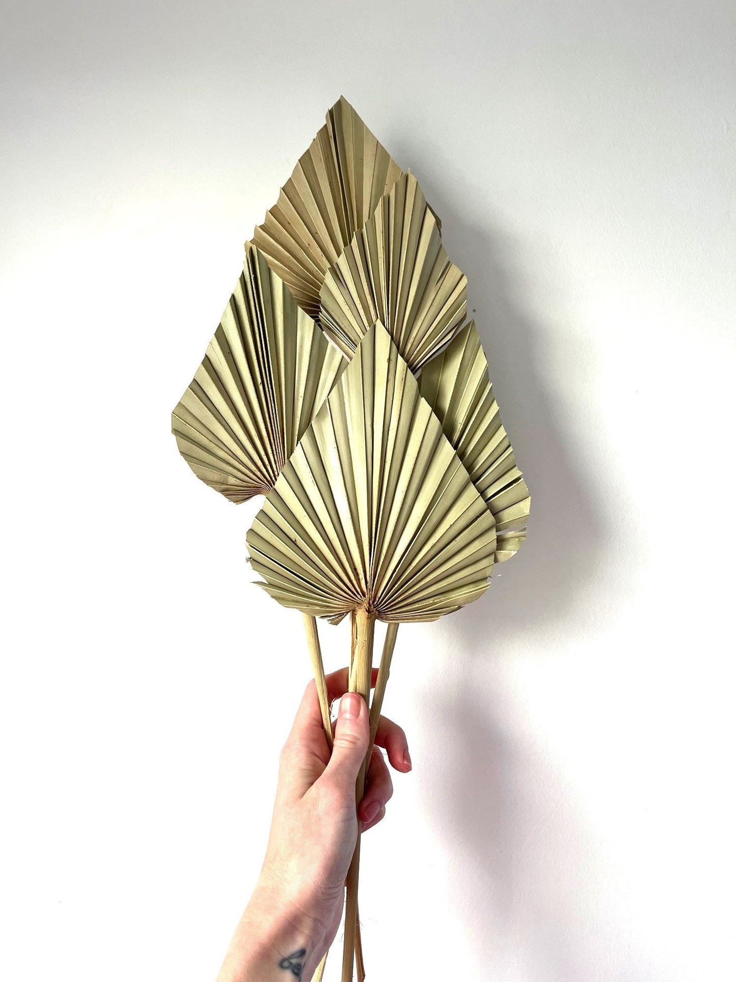 Natural Dried Palm Spears