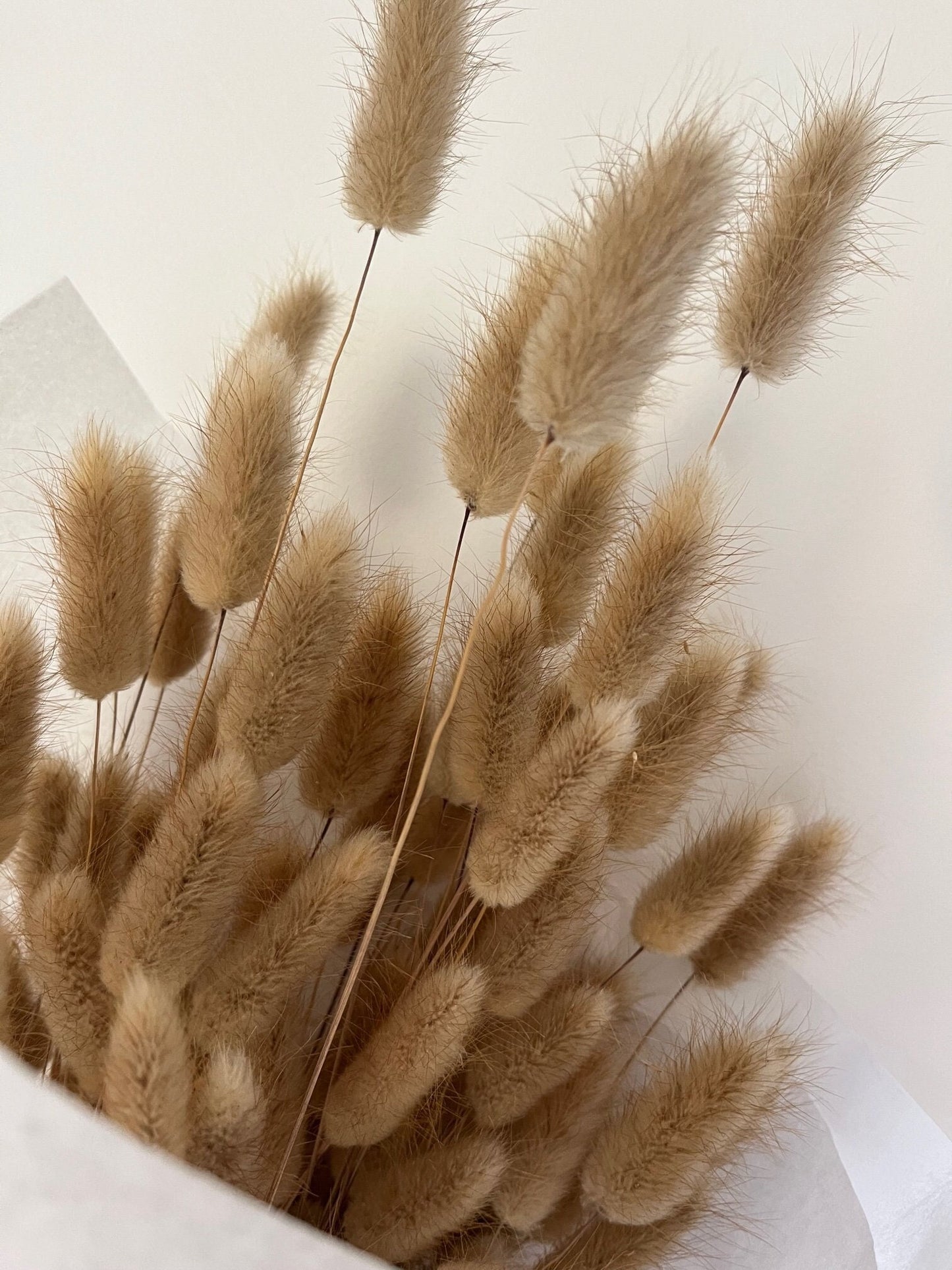 Bunny Tails (Lagurus) - Natural Brown