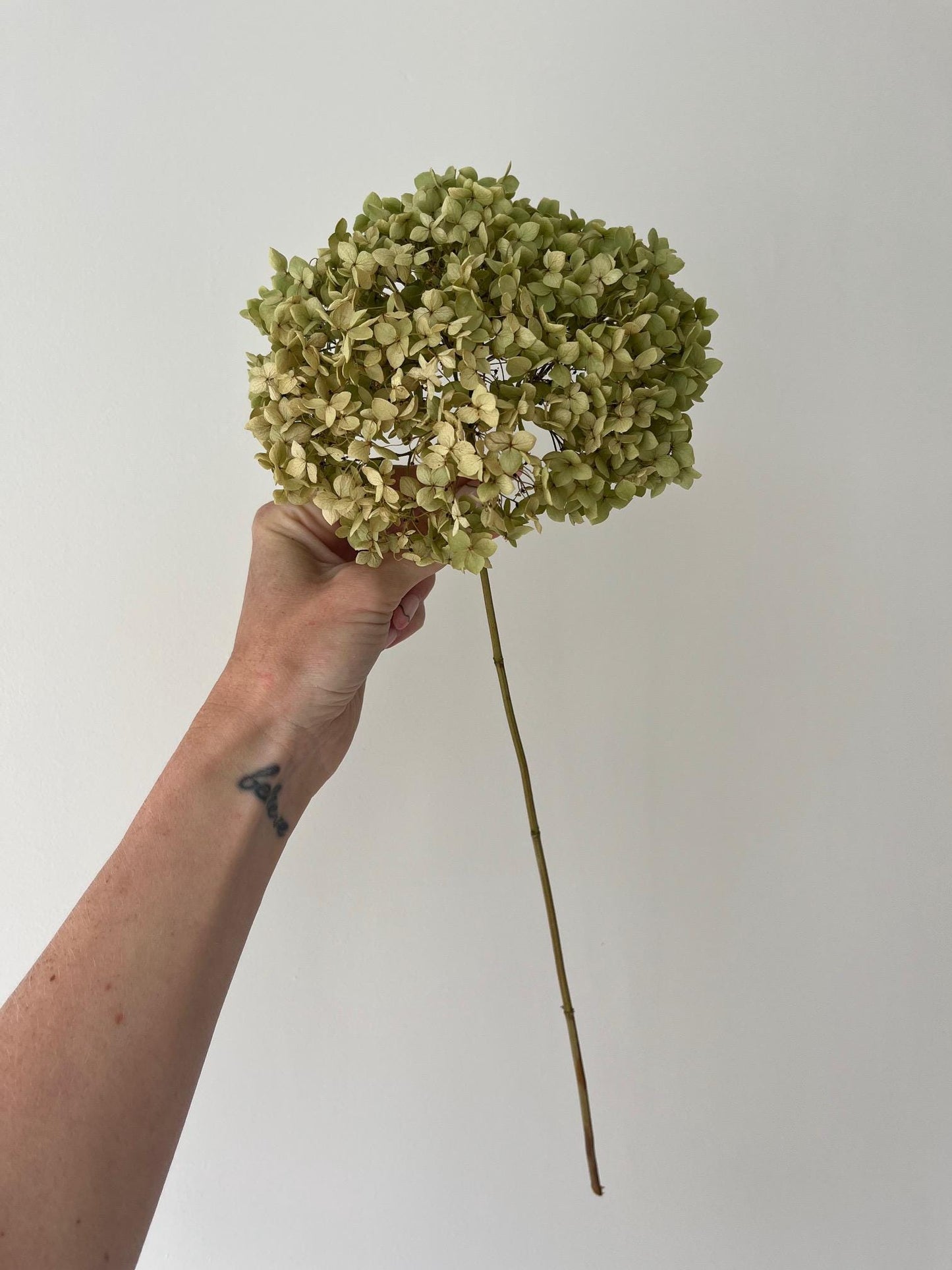 Dried Hydrangea Stem - Antique