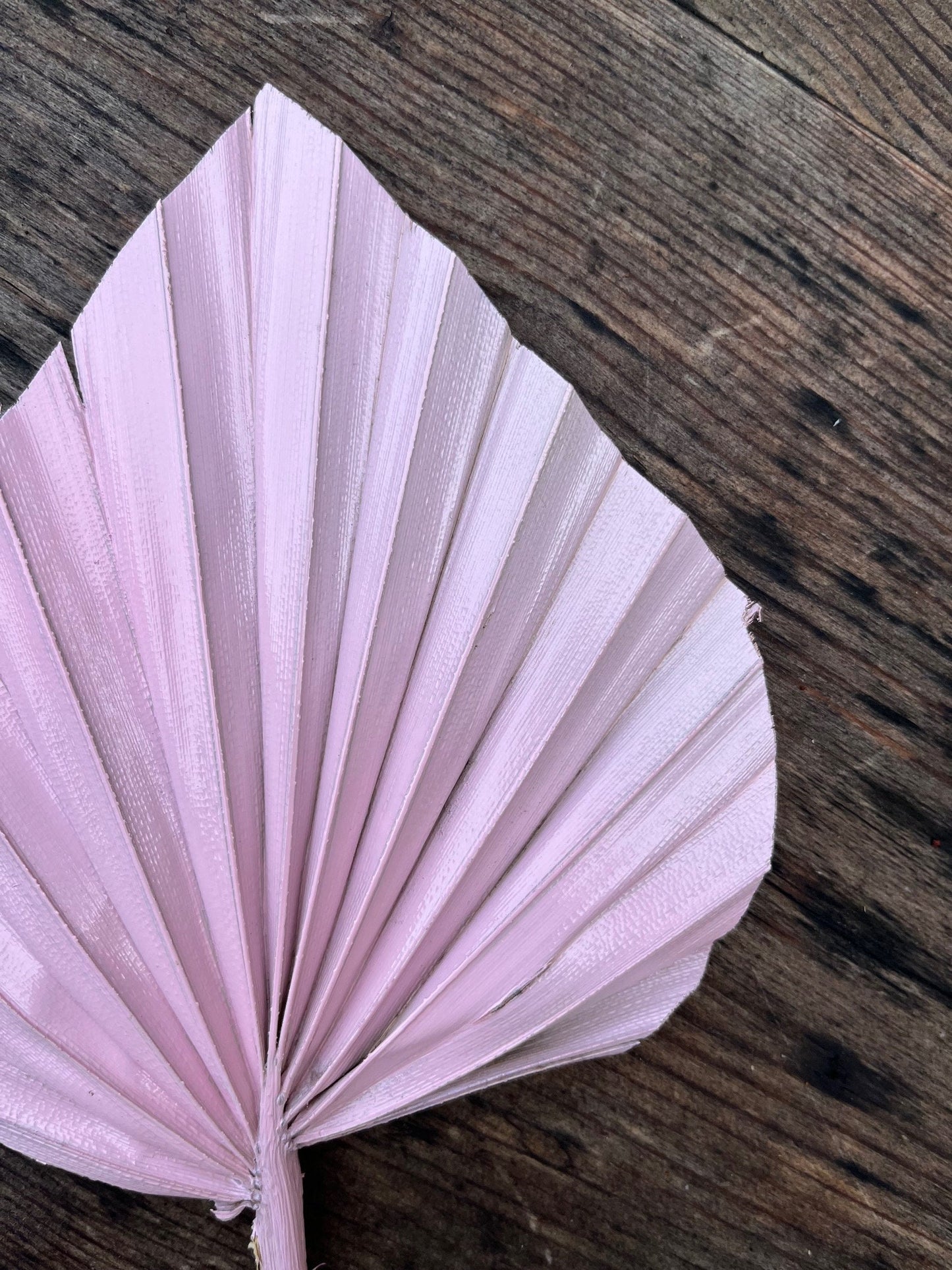 Natural Dried Palm Spears - Pink