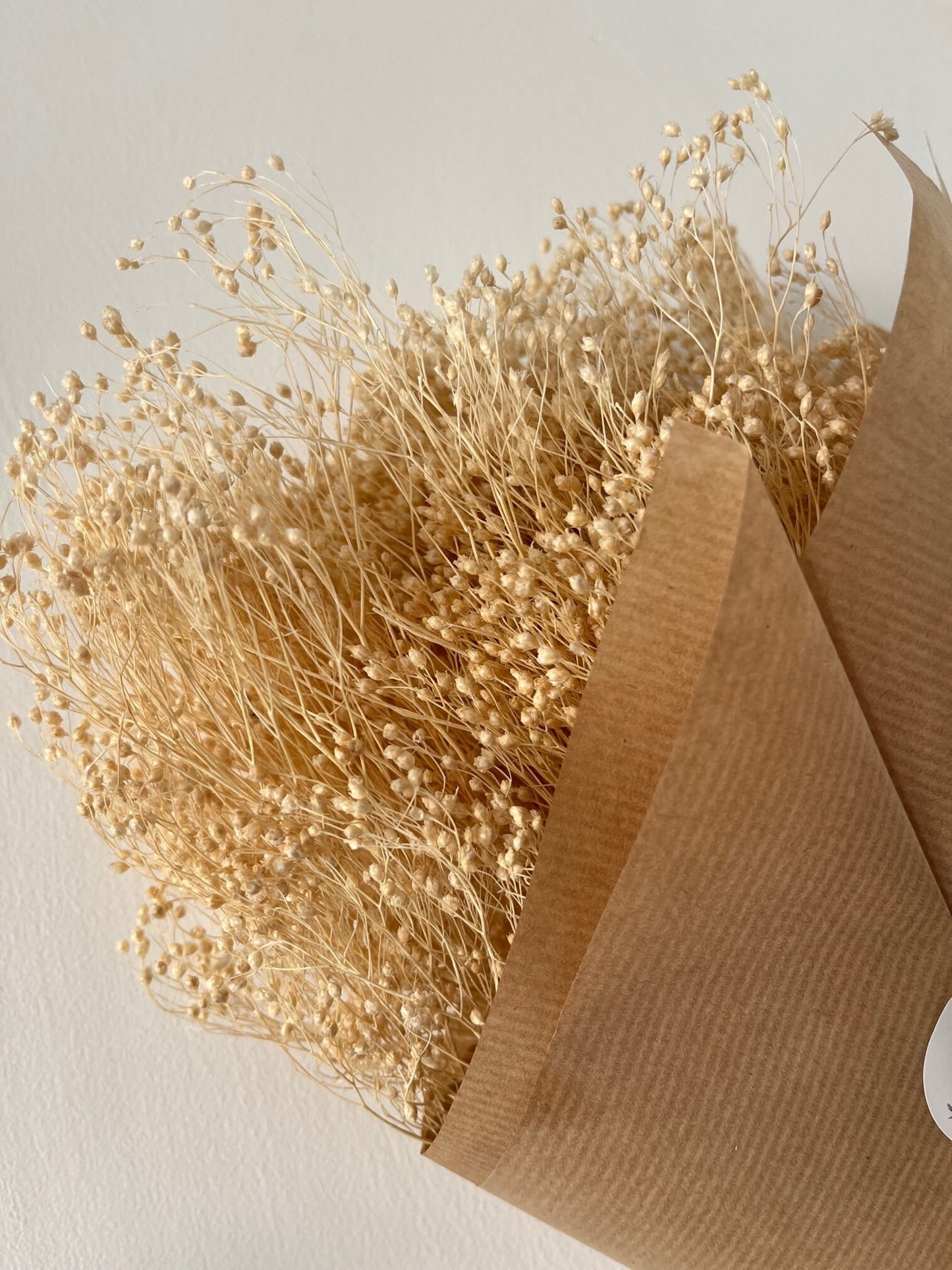 Bleached White Dried Broom Bloom