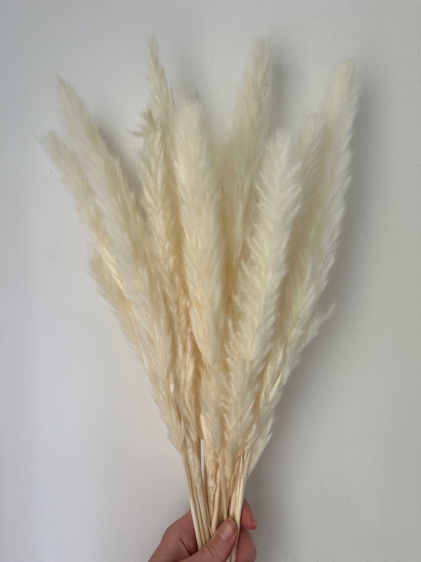 Dried Fluffy Pampas Bleached