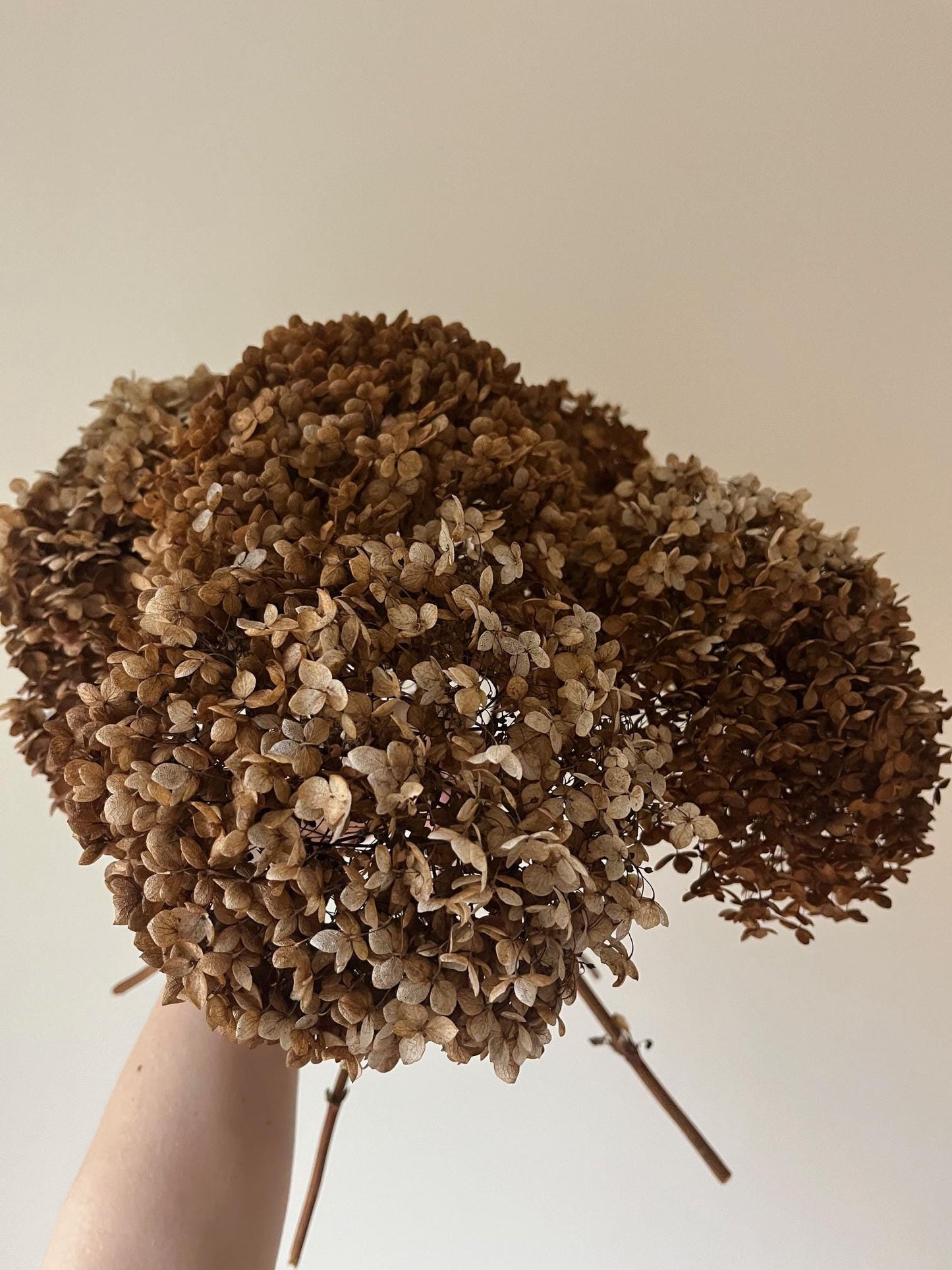 Dried Hydrangea Stem - Chocolate