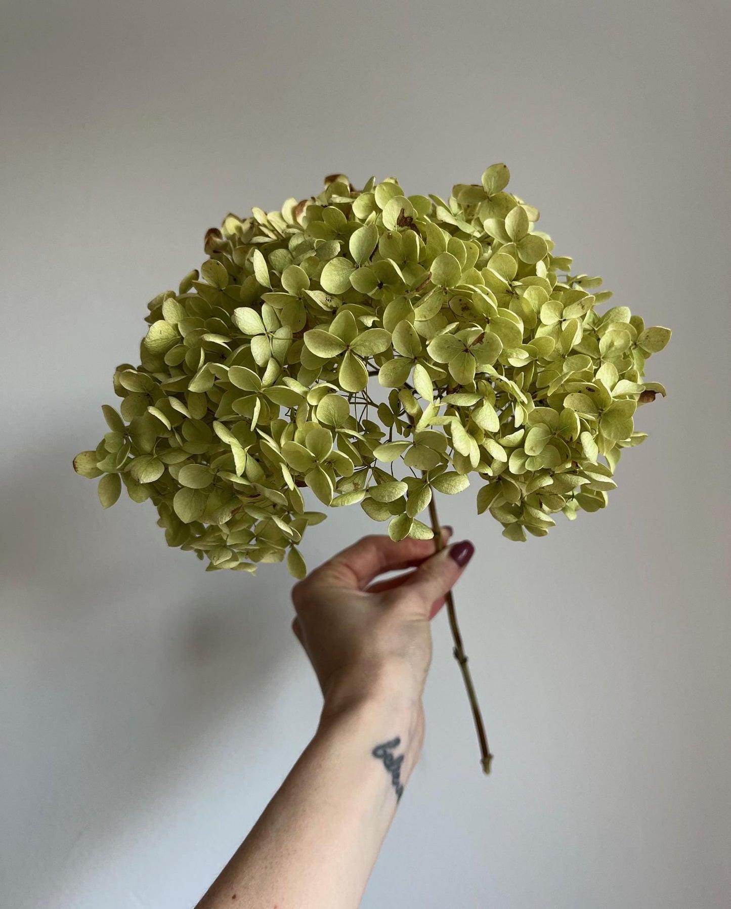 Dried Hydrangea Stem - Green