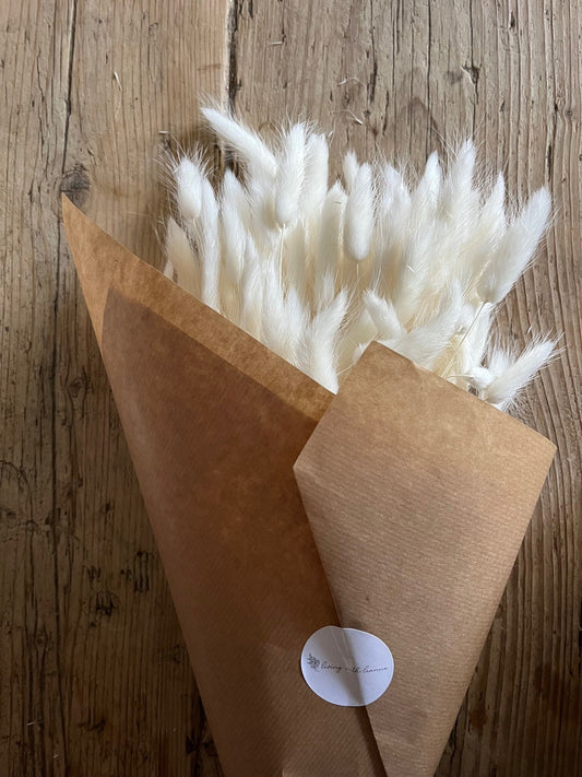 Bunny Tails (Lagurus) - Bleached White