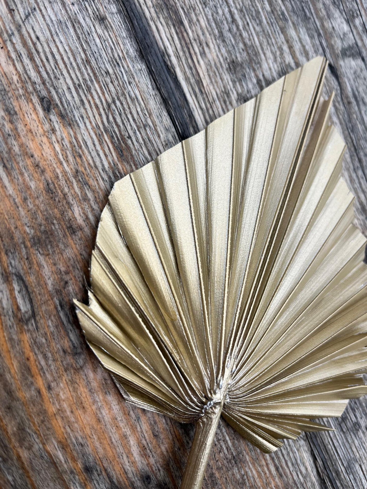 Natural Dried Palm Spears - Gold