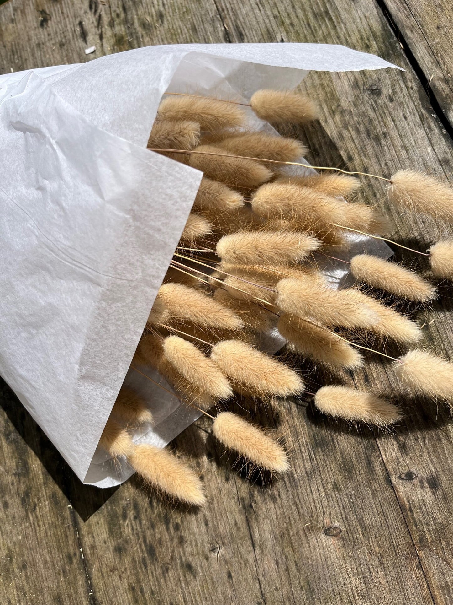 Bunny Tails (Lagurus) - Natural Brown
