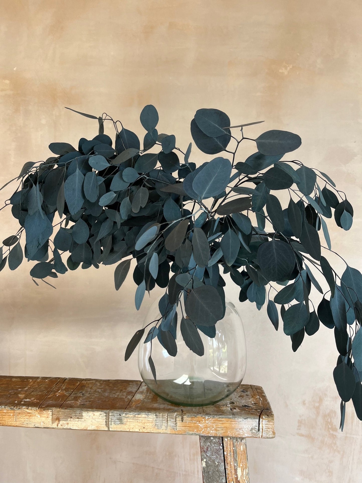 Preserved Eucalyptus Populus