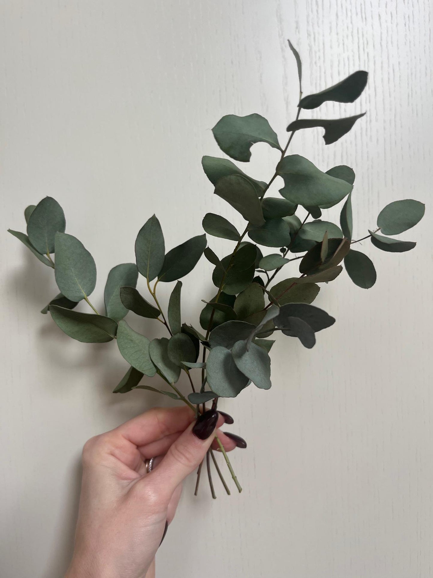 Bunch of Dried Eucalyptus - Small
