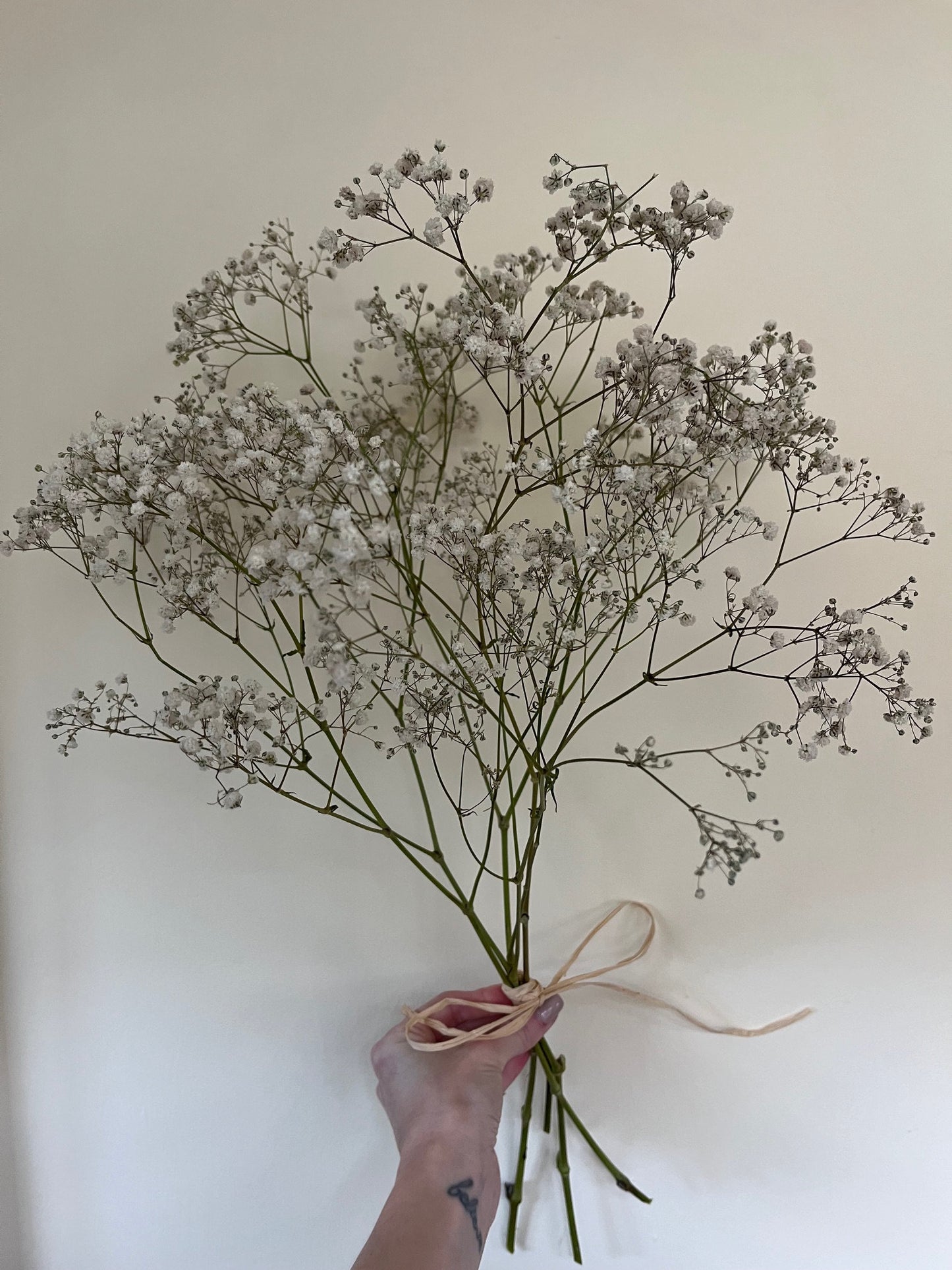 Dried Gypsophila