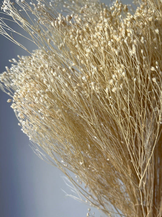 Bleached White Dried Broom Bloom