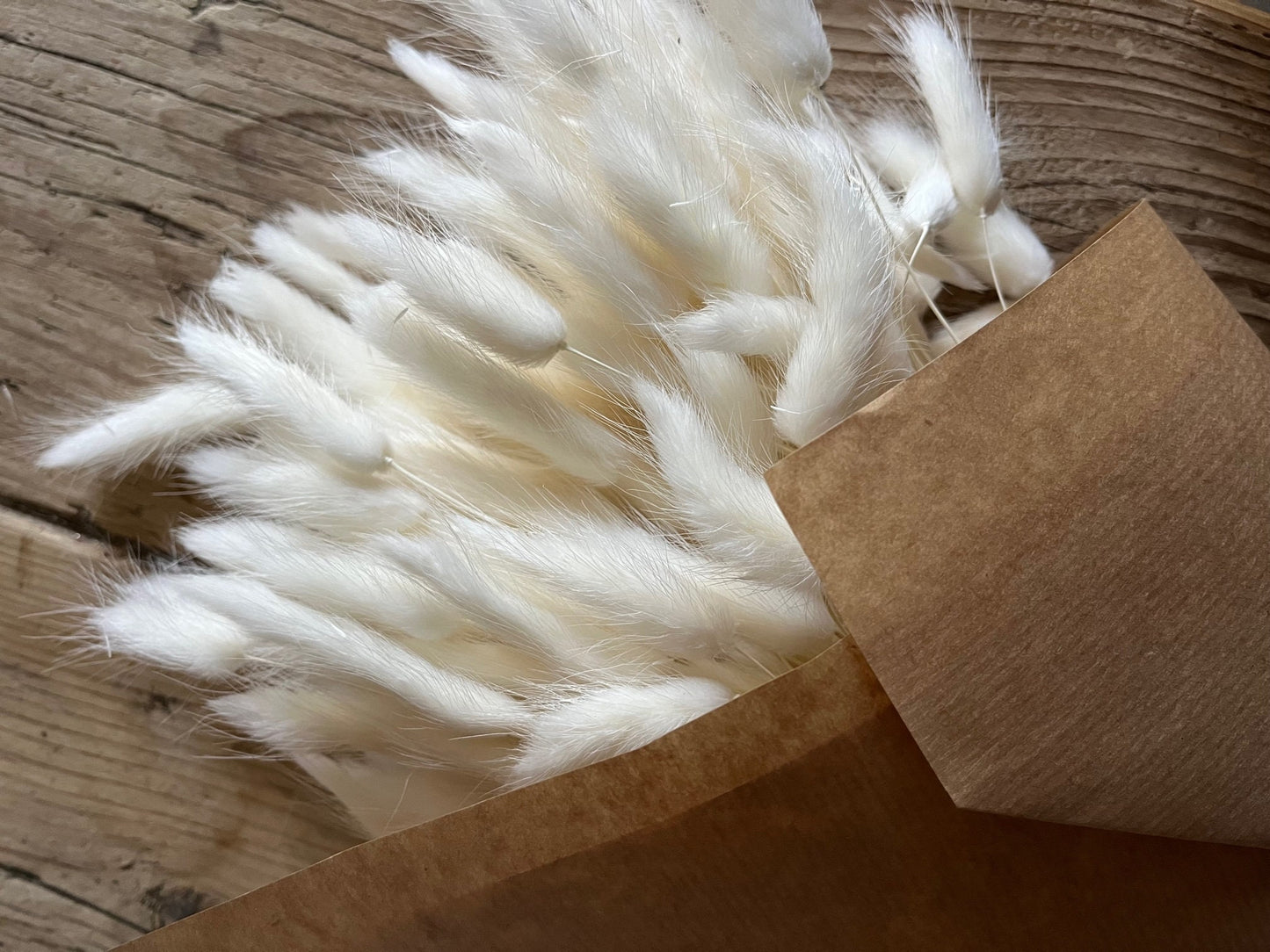 Bunny Tails (Lagurus) - Bleached White