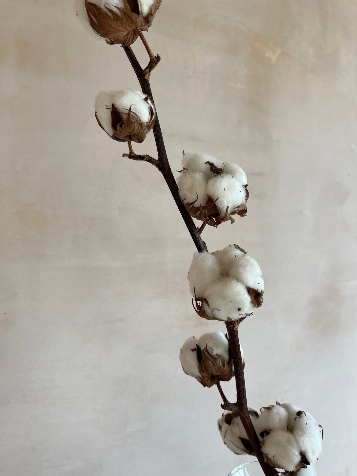 Dried Cotton Stems (Gossypium)