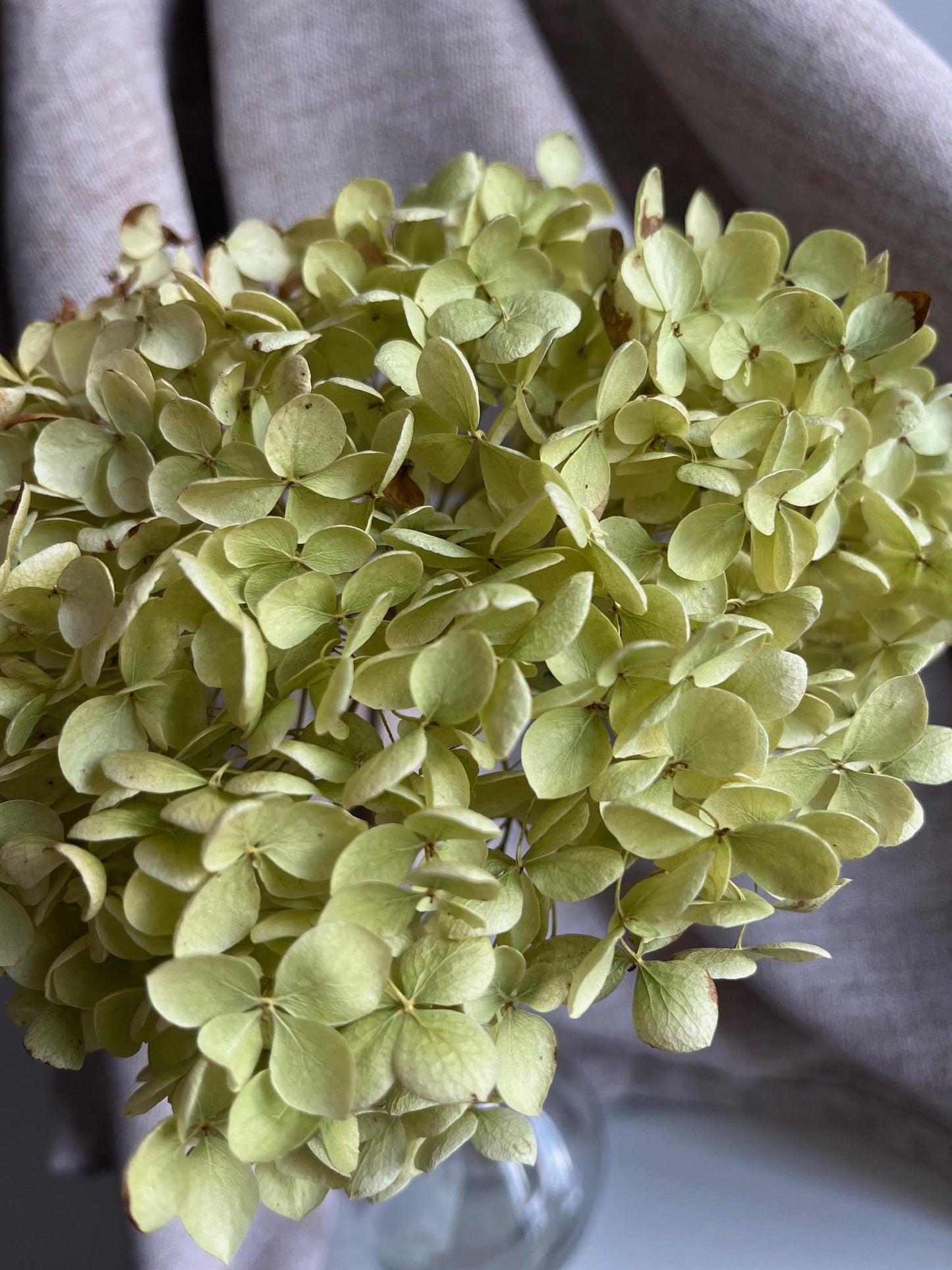 Dried Hydrangea Stem - Green