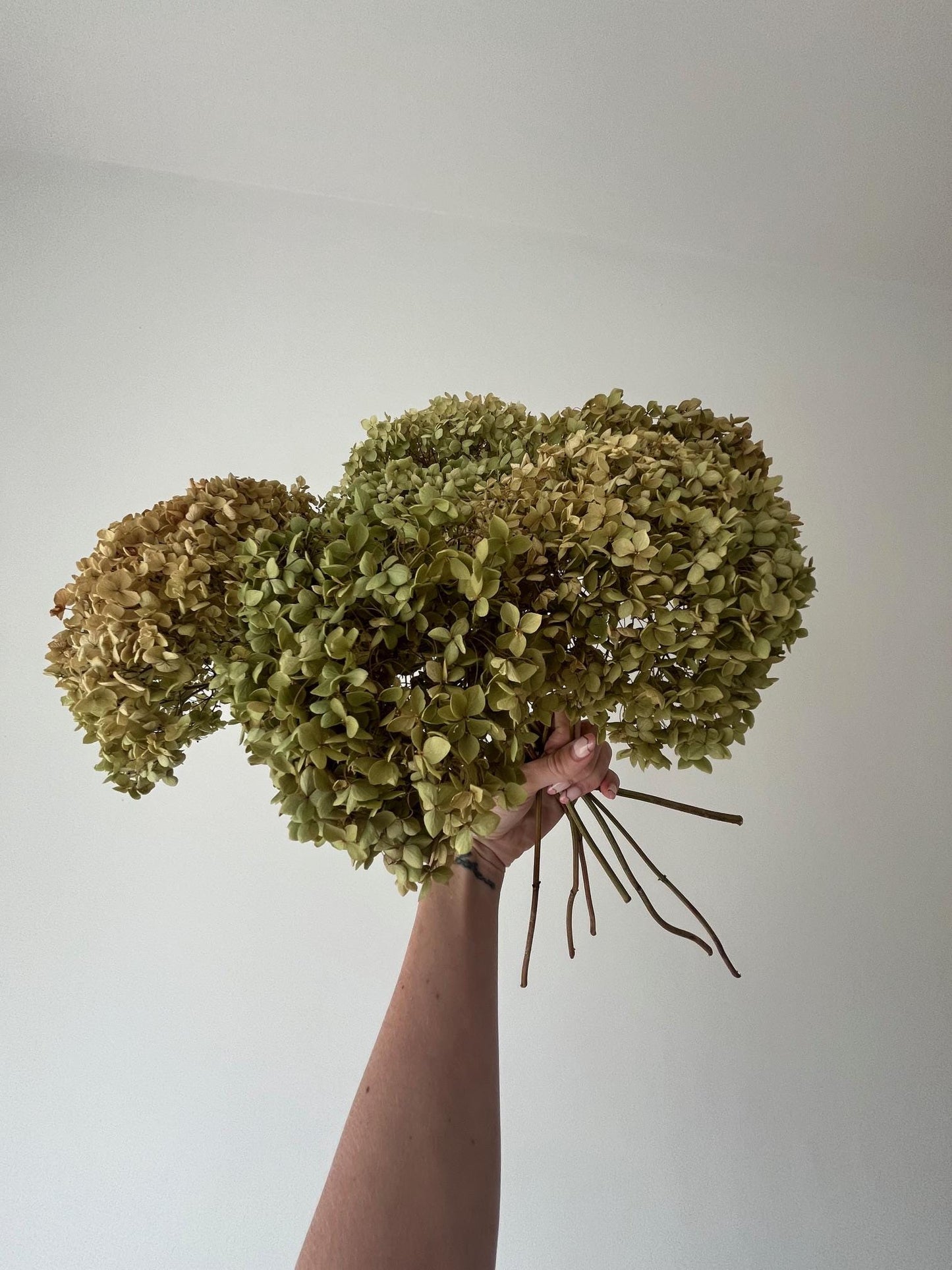 Dried Hydrangea Stem - Antique