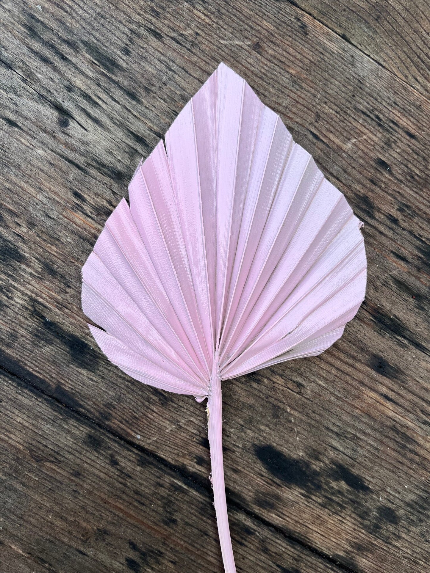 Natural Dried Palm Spears - Pink