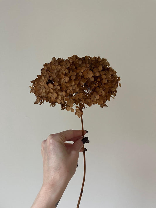 Dried Hydrangea Stem - Chocolate