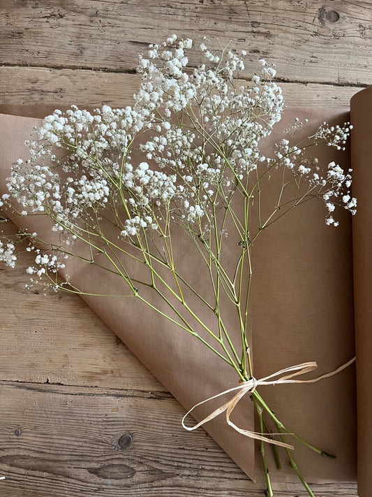 Dried Gypsophila