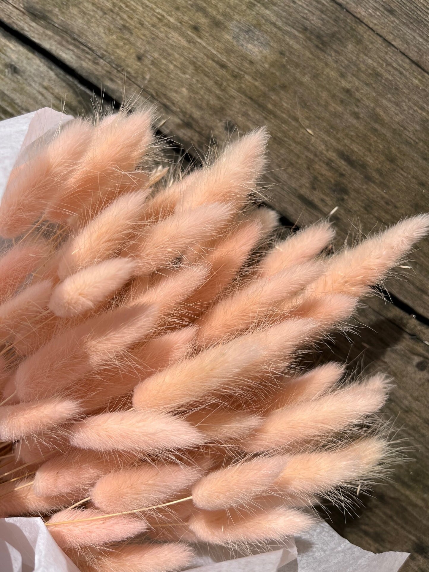 Bunny Tails (Lagurus) - Pink