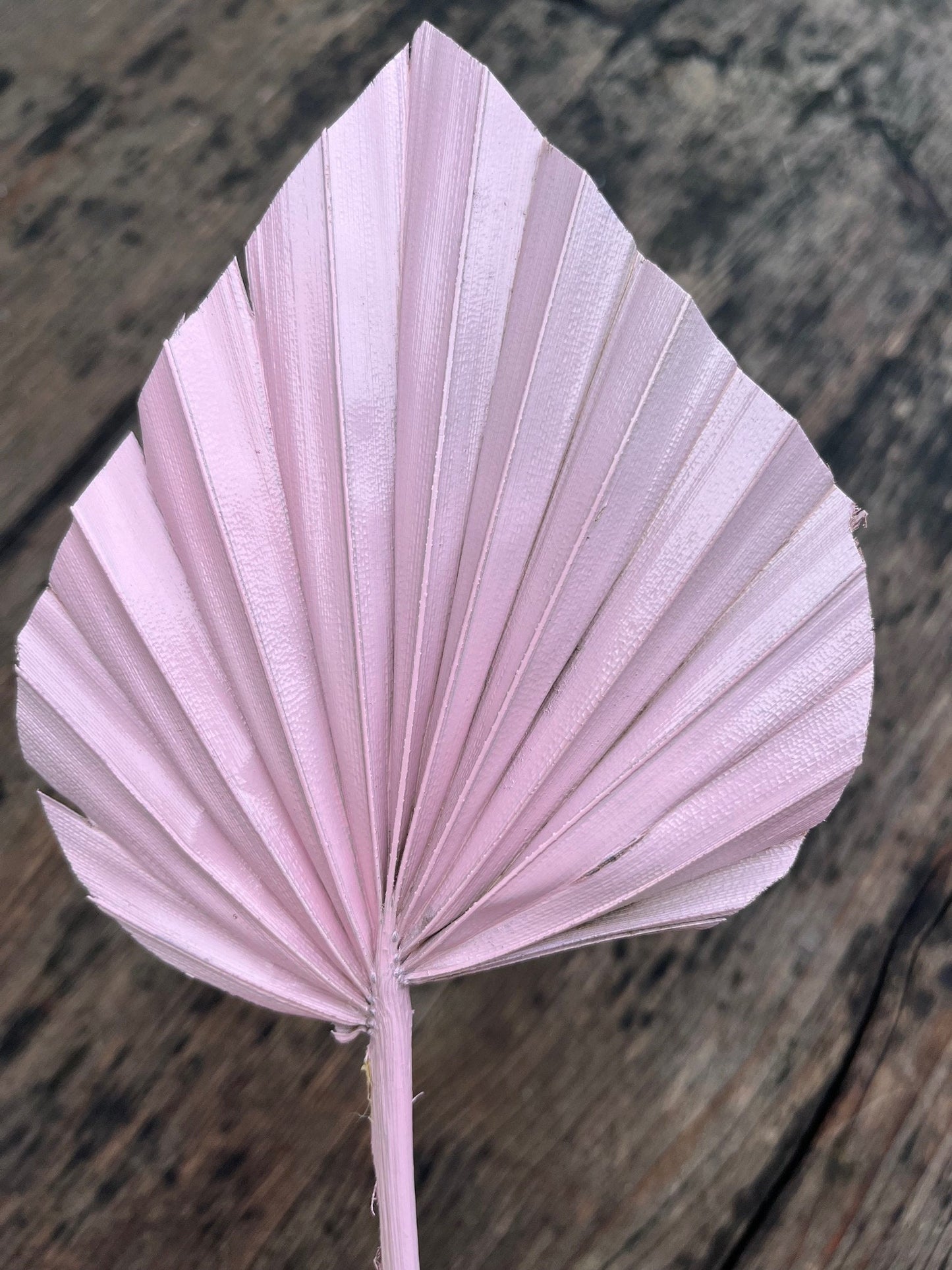 Natural Dried Palm Spears - Pink