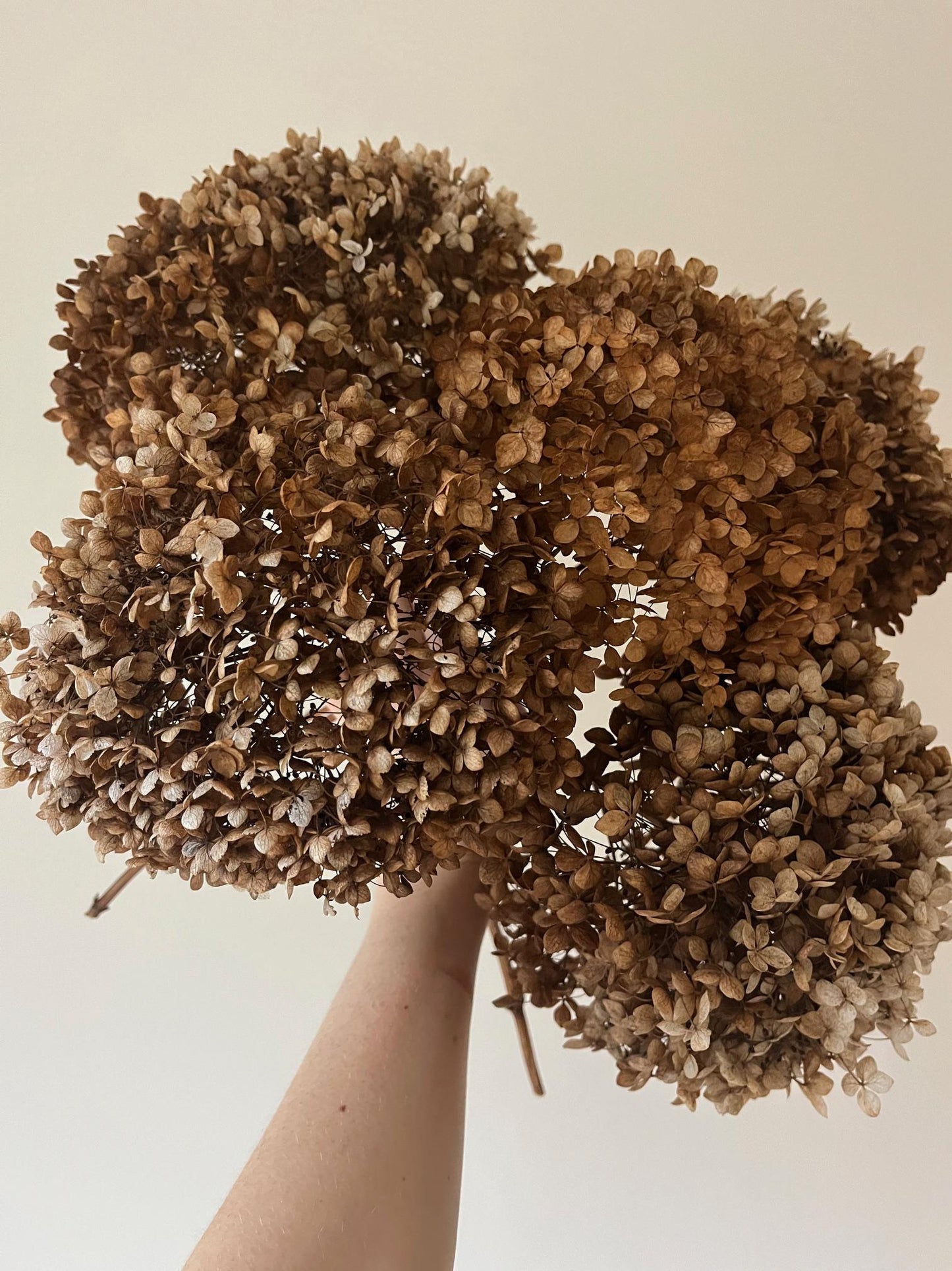 Dried Hydrangea Stem - Chocolate