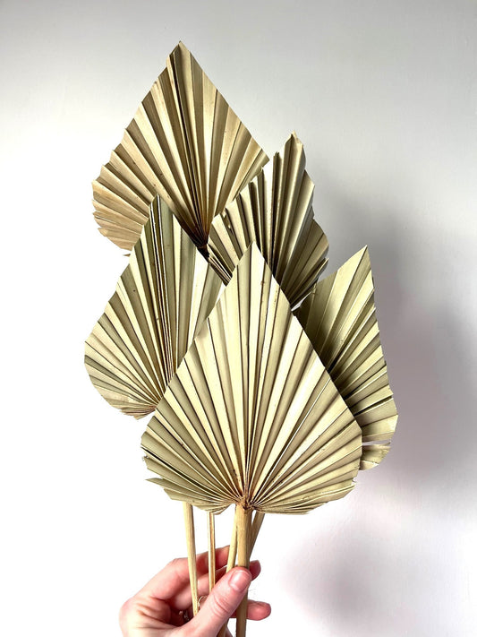 Natural Dried Palm Spears