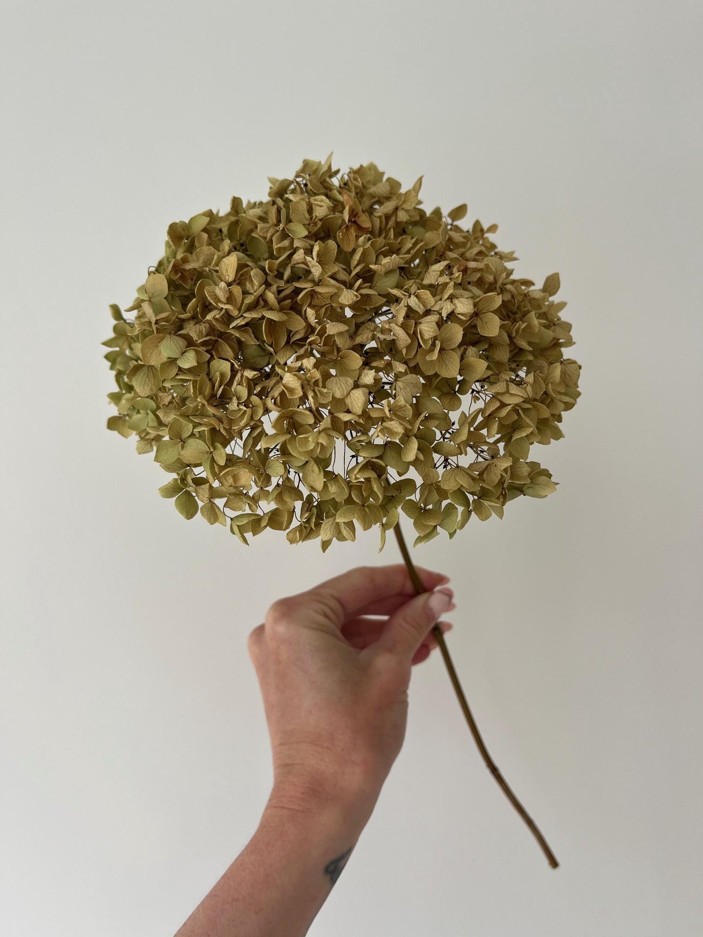 Dried Hydrangea Stem - Antique