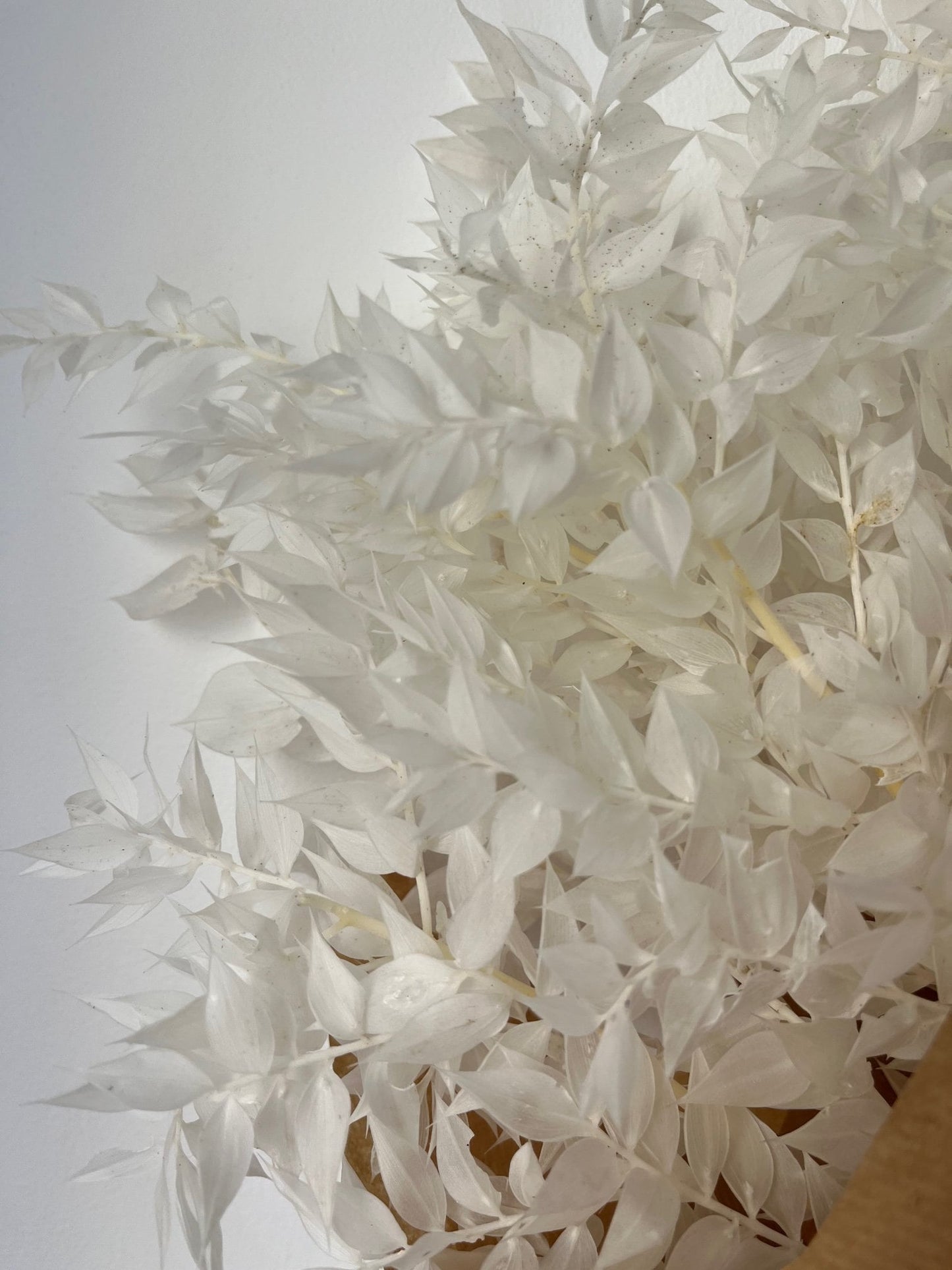 Bleached White Preserved Ruscus