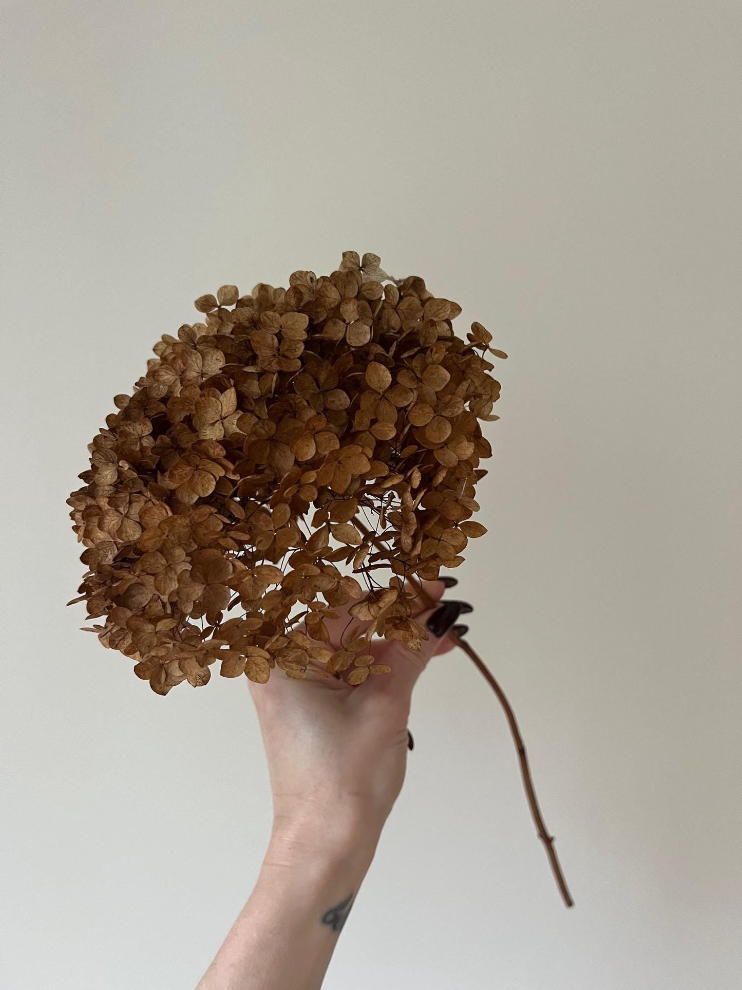 Dried Hydrangea Stem - Chocolate