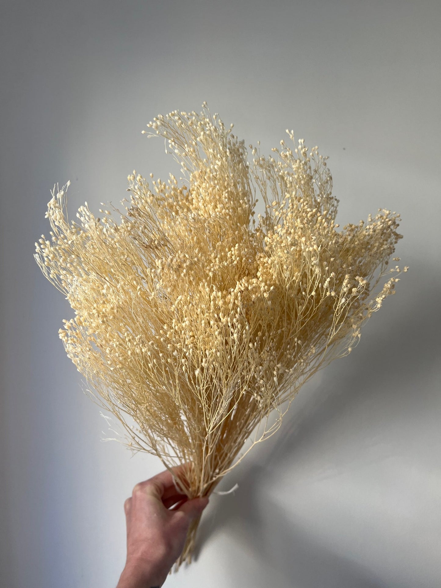 Bleached White Dried Broom Bloom
