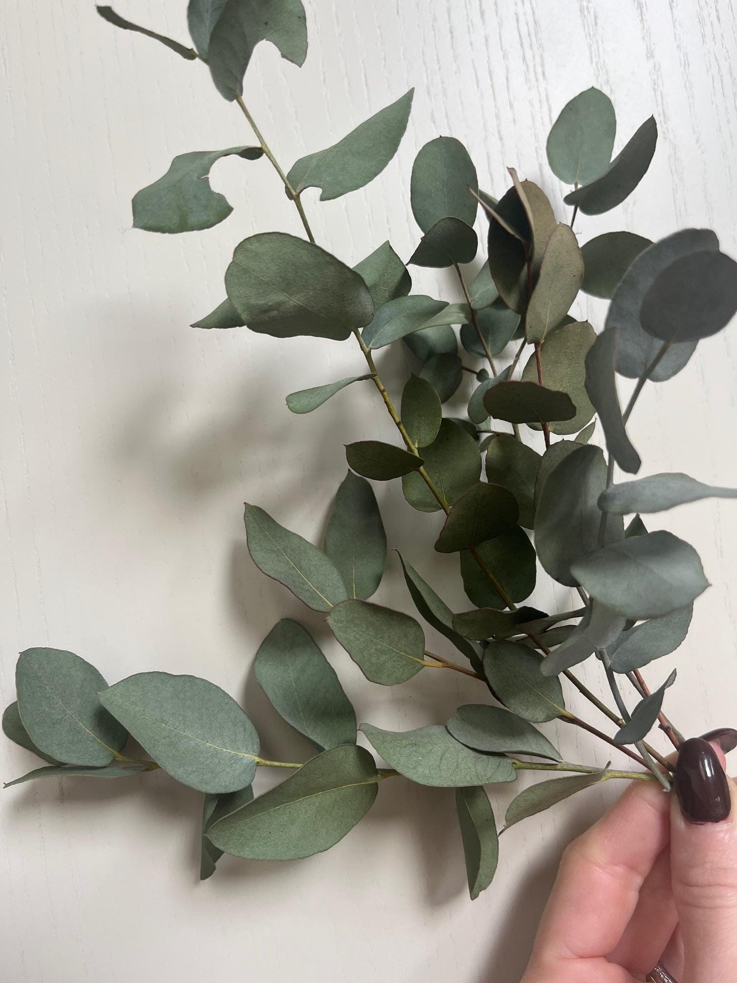 Bunch of Dried Eucalyptus - Small