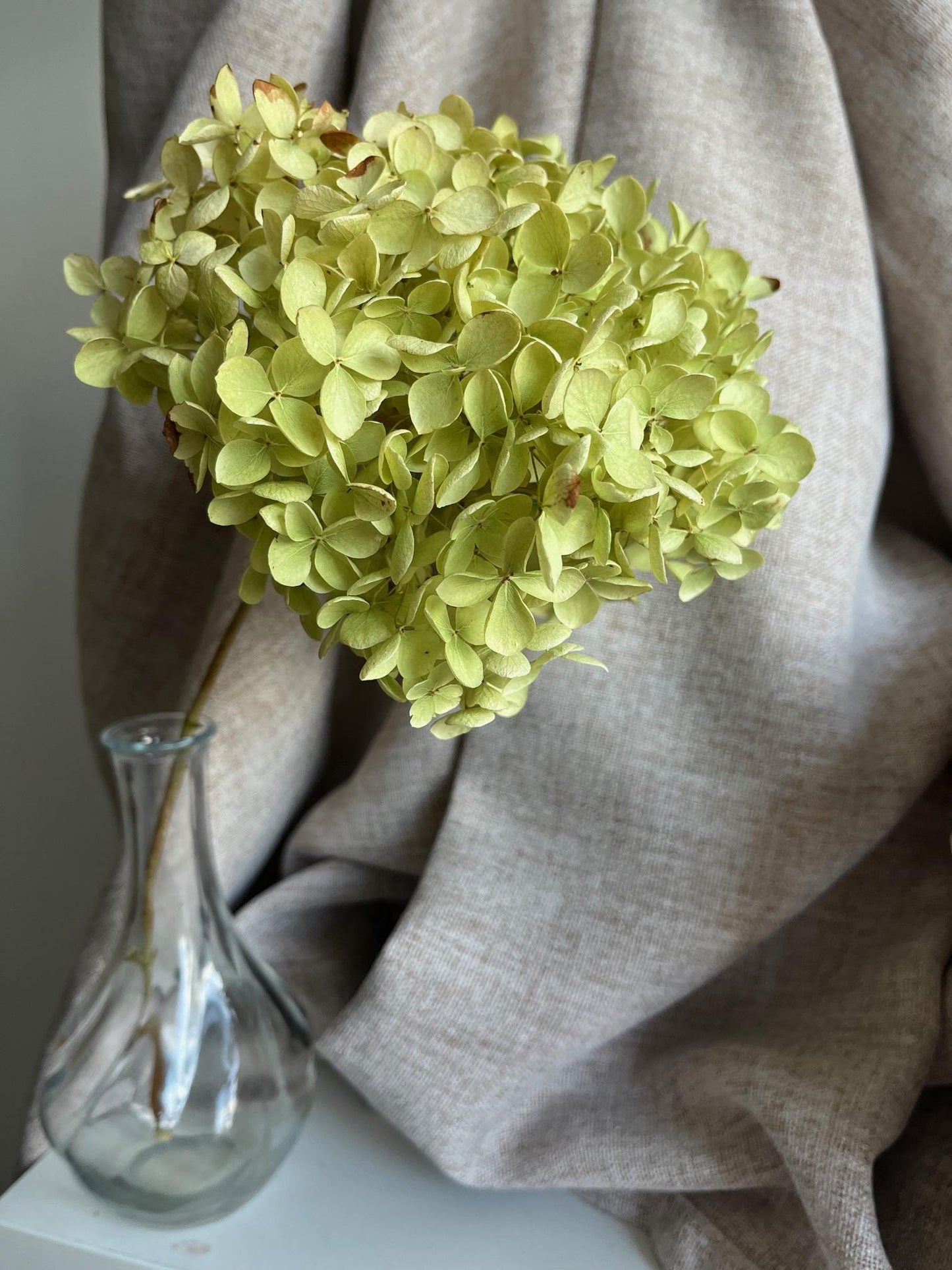 Dried Hydrangea Stem - Green