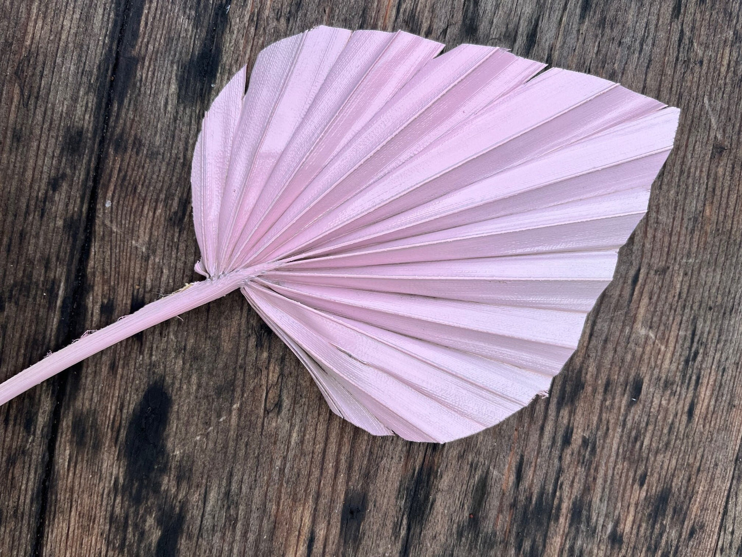Natural Dried Palm Spears - Pink