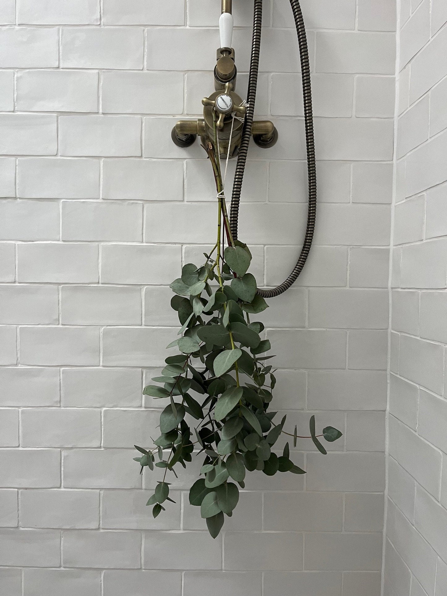 Bunch of Dried Eucalyptus - Large