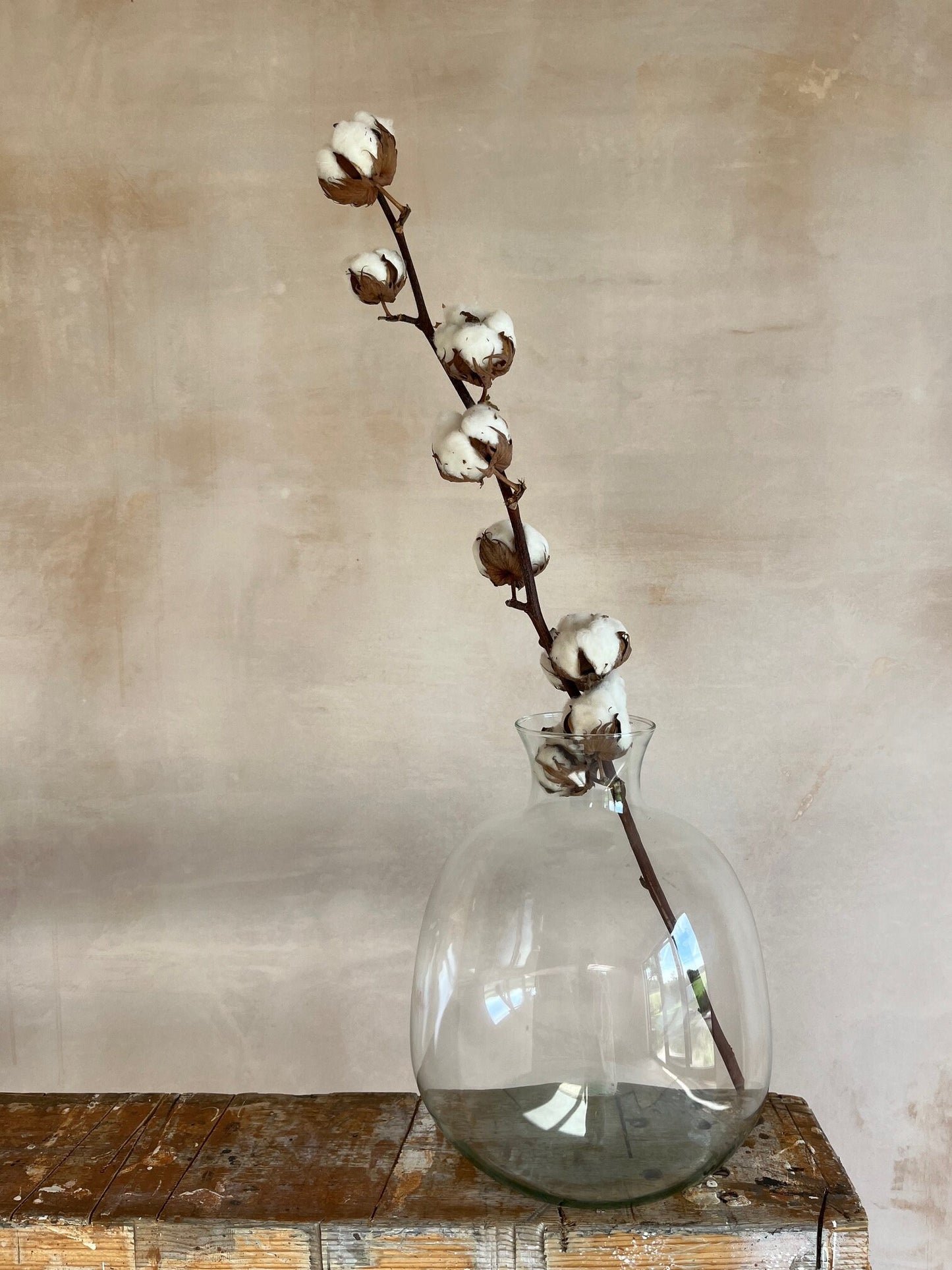 Dried Cotton Stems (Gossypium)