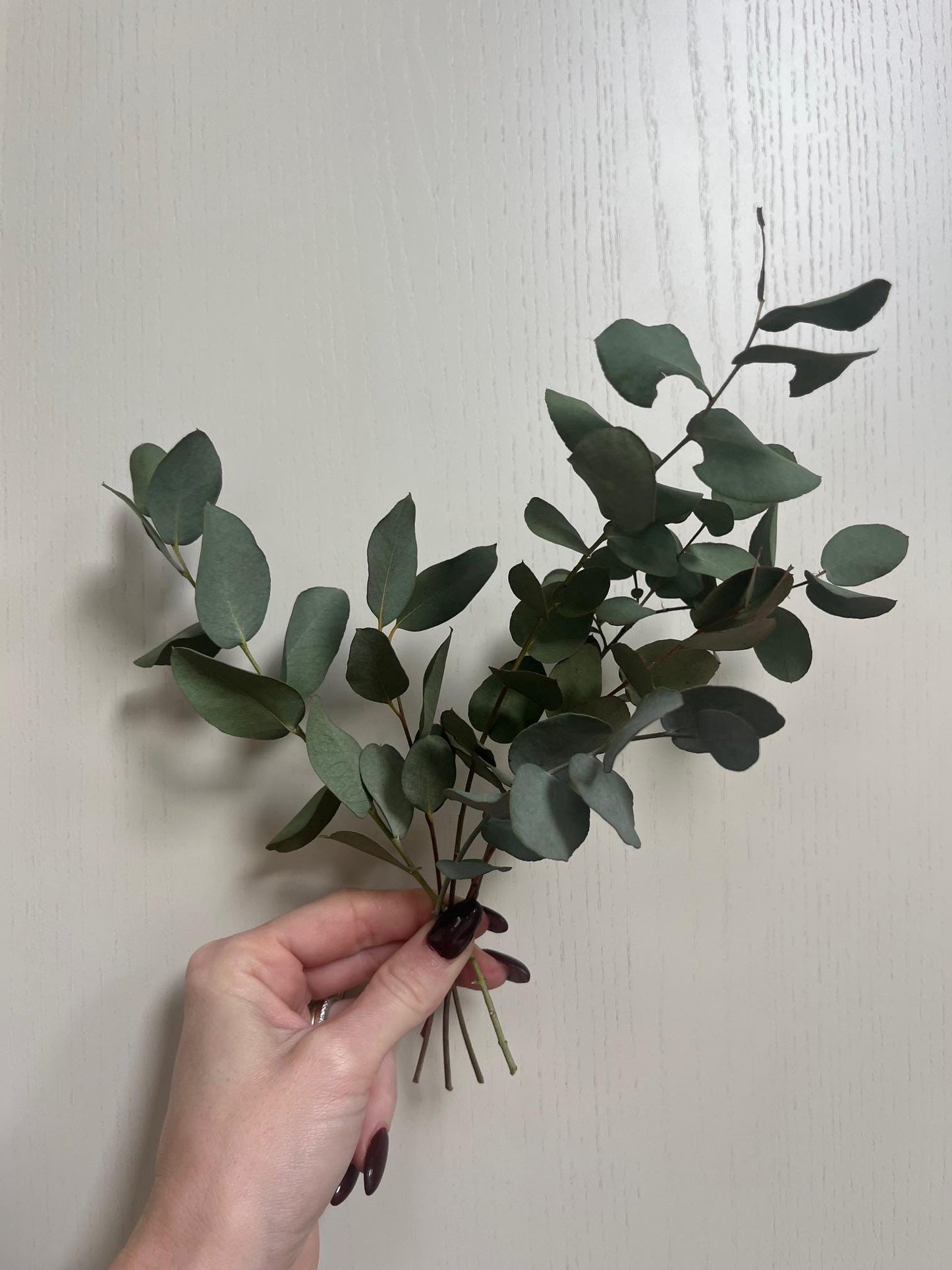 Bunch of Dried Eucalyptus - Small