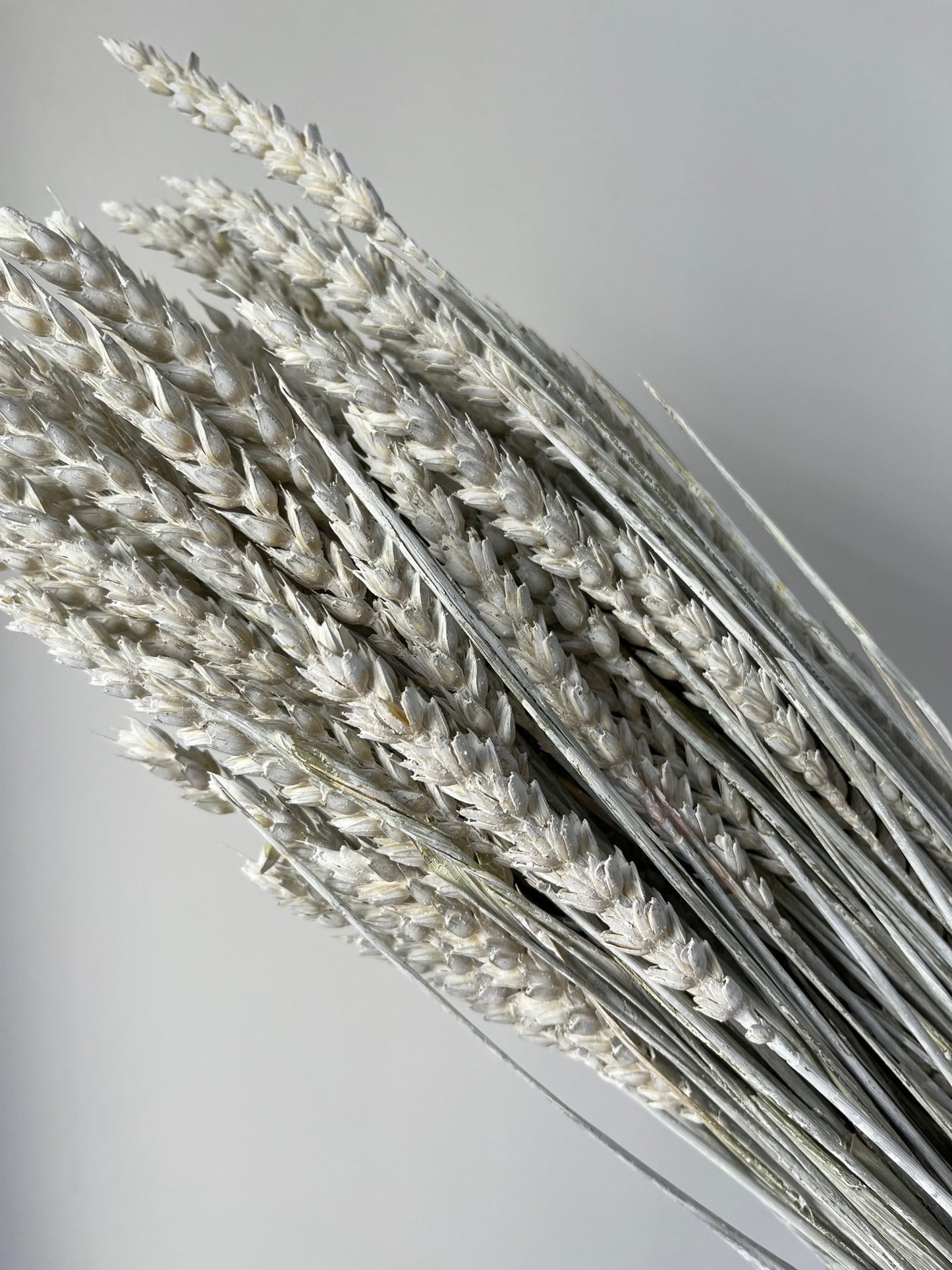 Misty White Dried Wheat (Triticum)