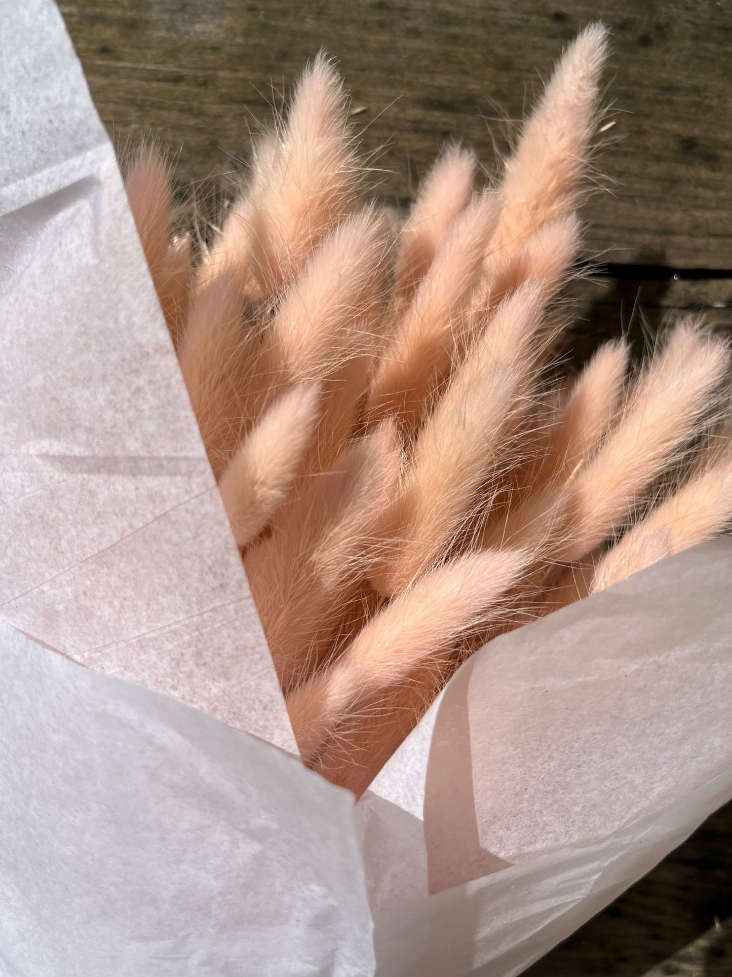 Bunny Tails (Lagurus) - Pink